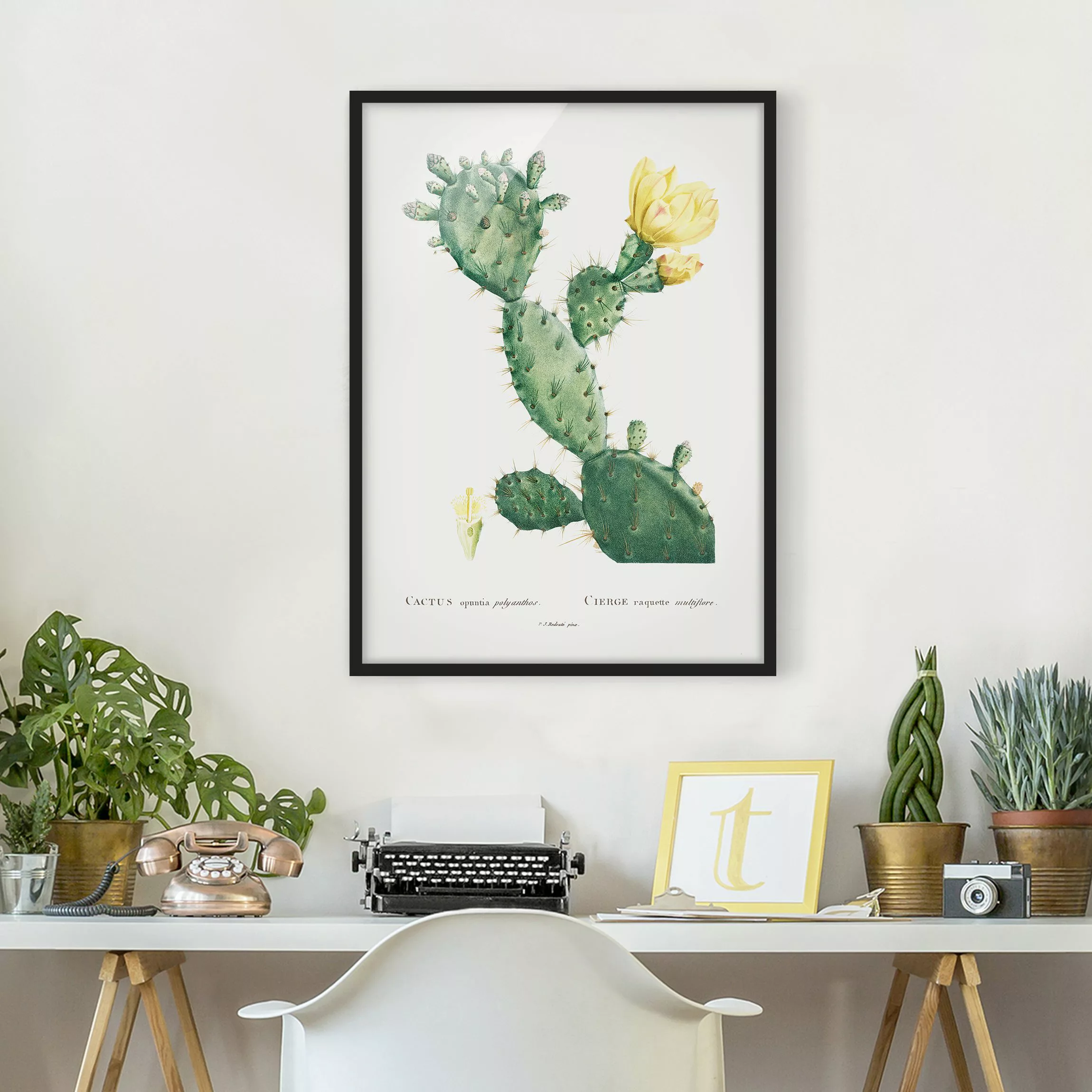 Bild mit Rahmen Blumen - Hochformat Botanik Vintage Illustration Kaktus mit günstig online kaufen