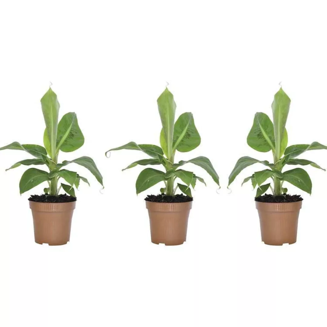 OH2 | Set mit 3 Bananenpflanzen Musa günstig online kaufen