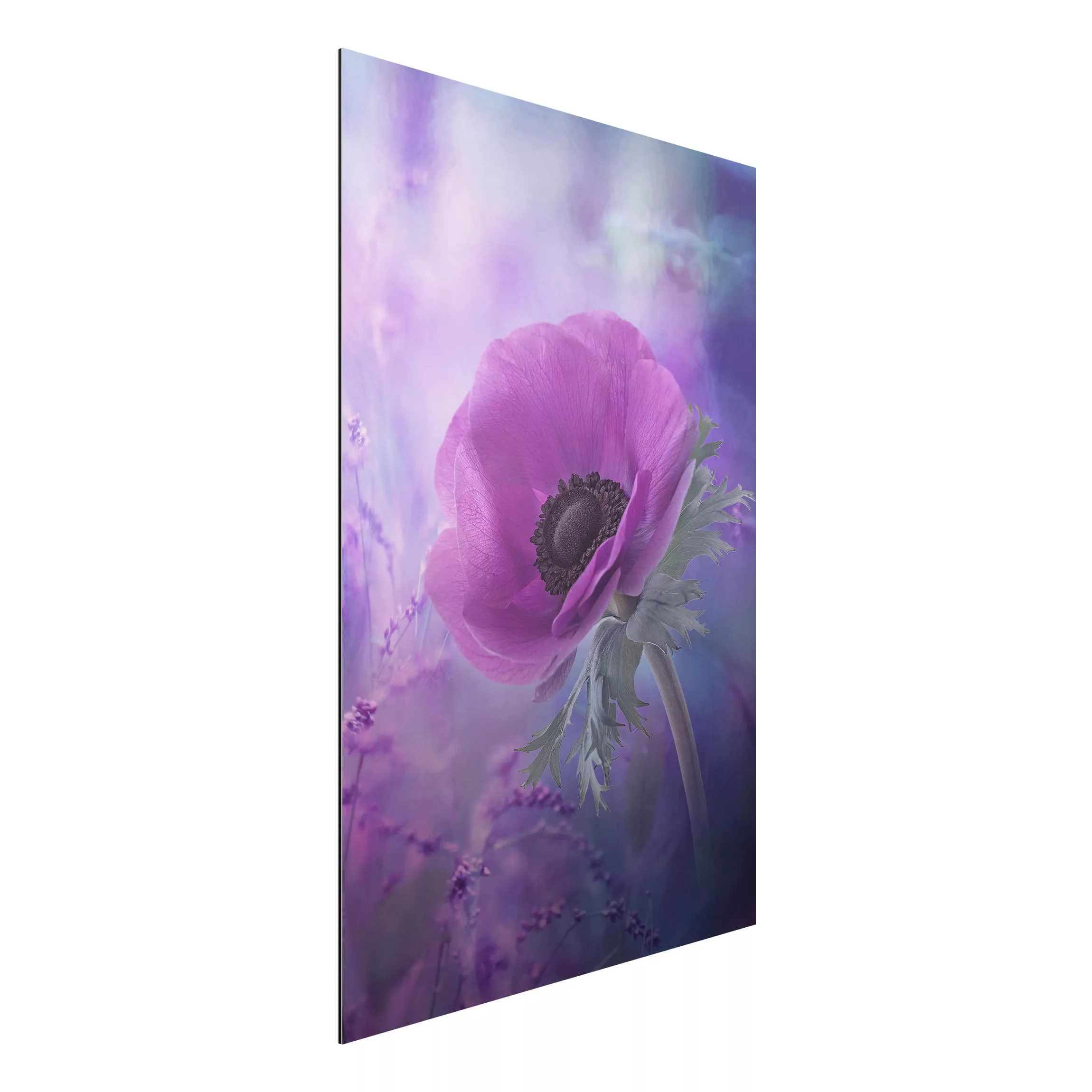 Alu-Dibond Bild Blumen - Hochformat 2:3 Anemonenblüte in Violett günstig online kaufen
