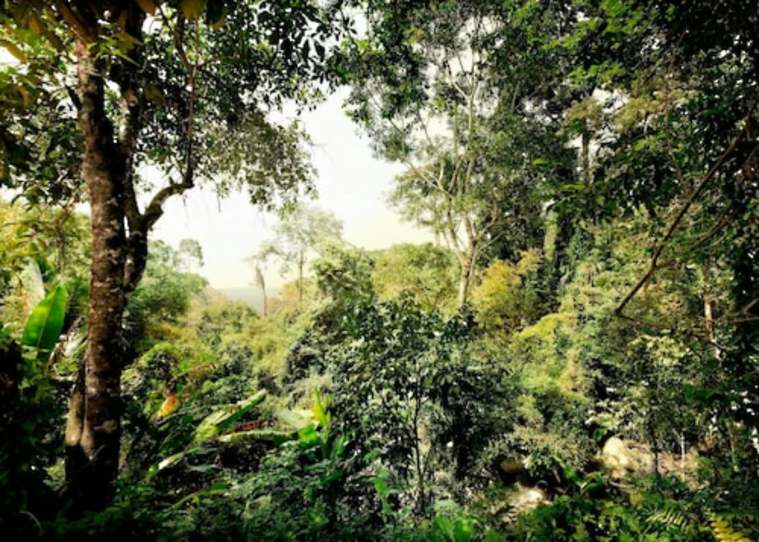 KOMAR Vlies Fototapete - Dschungel - Größe 350 x 250 cm mehrfarbig günstig online kaufen