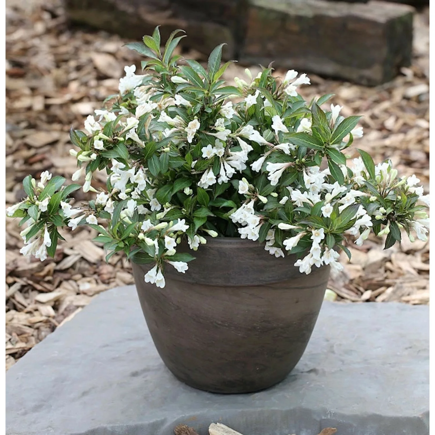 Weigelie Black and White 30-40cm - Weigela florida günstig online kaufen
