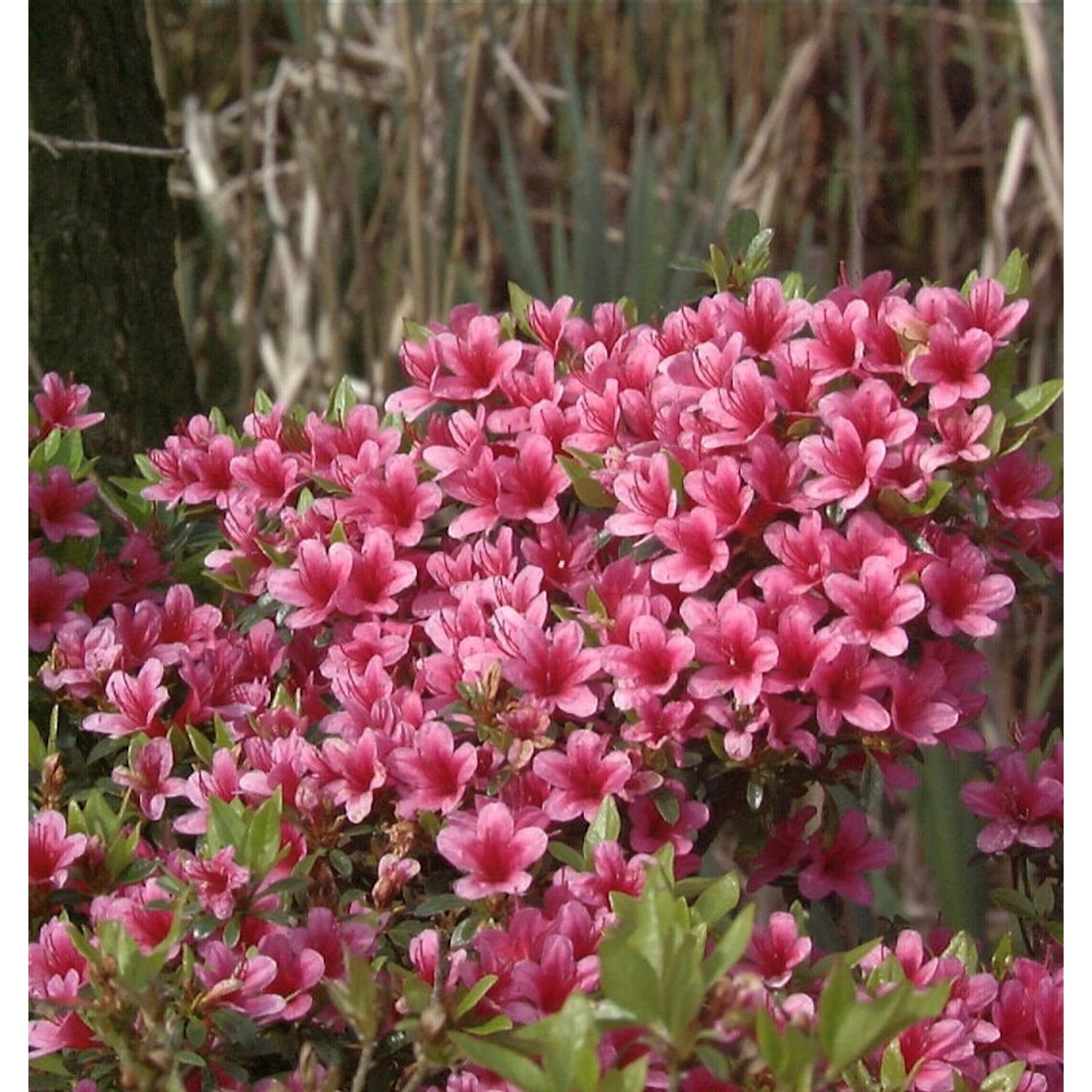 Japanische Azalee Silvester 30-40cm - Rhododendron obtusum - Zwerg Alpenros günstig online kaufen