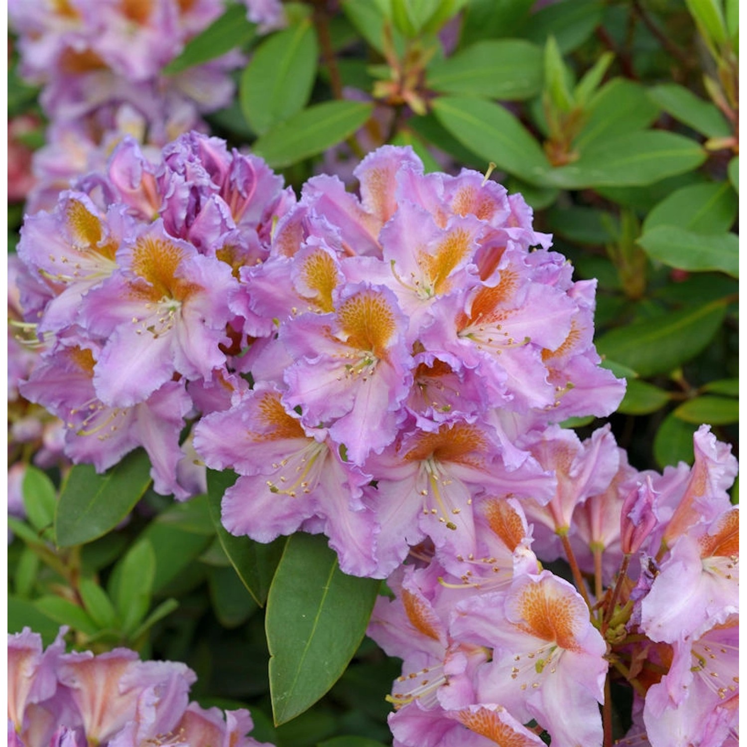 INKARHO - Großblumige Rhododendron Tanaga 40-50cm - Alpenrose günstig online kaufen