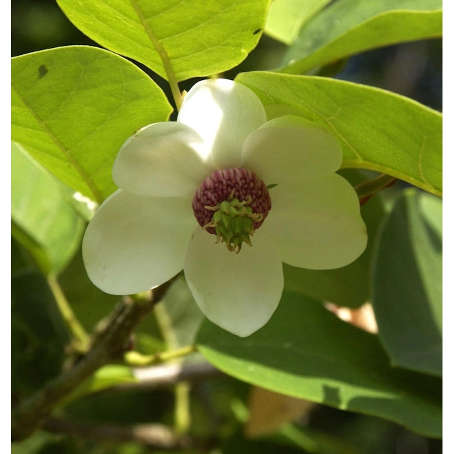 Sommer Magnolie 40-60cm - Magnolia sieboldii günstig online kaufen