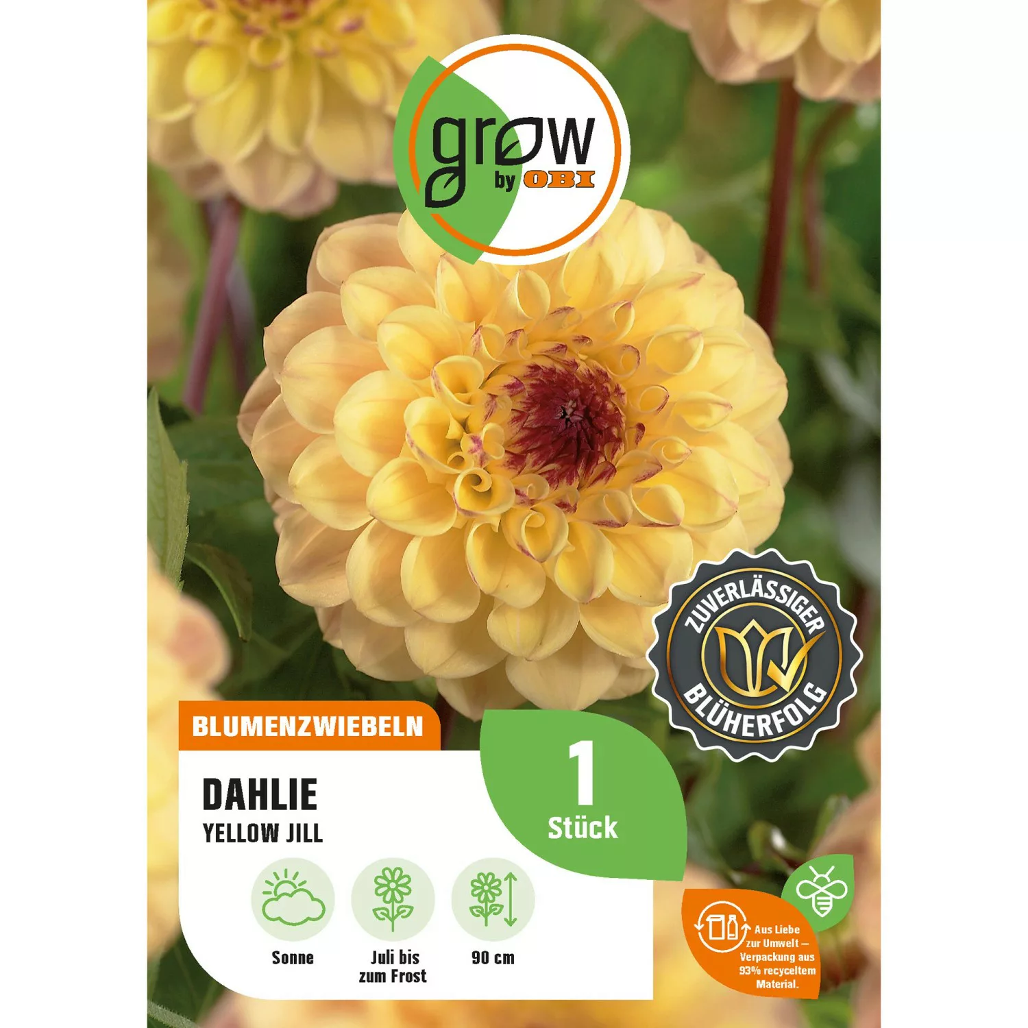 GROW by OBI Dahlie Yellow Jill Höhe ca. 90 cm günstig online kaufen