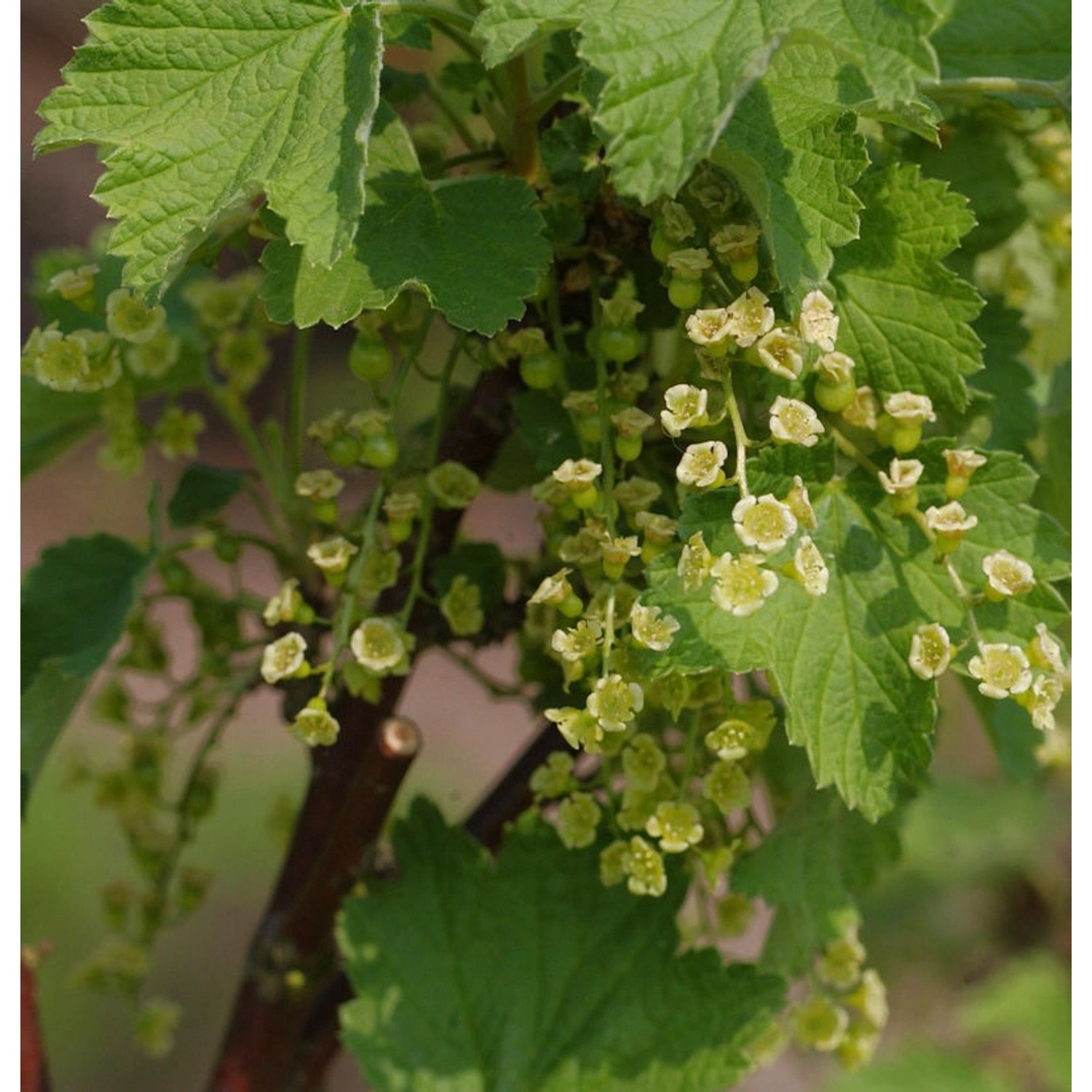 Weiße Johannisbeere Witte Parel 40-60cm - Ribes rubrum günstig online kaufen