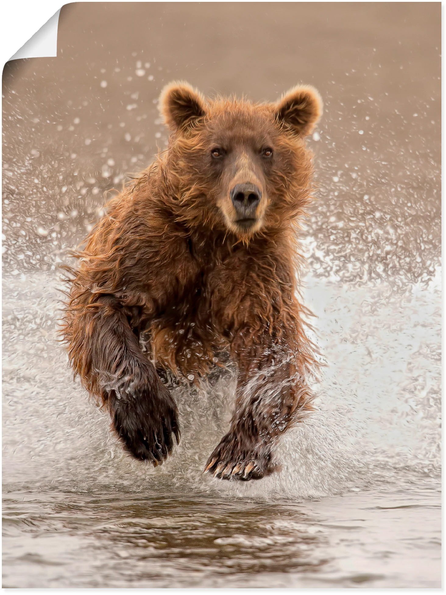 Artland Poster »Bären beim Spielen II«, Wildtiere, (1 St.), als Alubild, Le günstig online kaufen