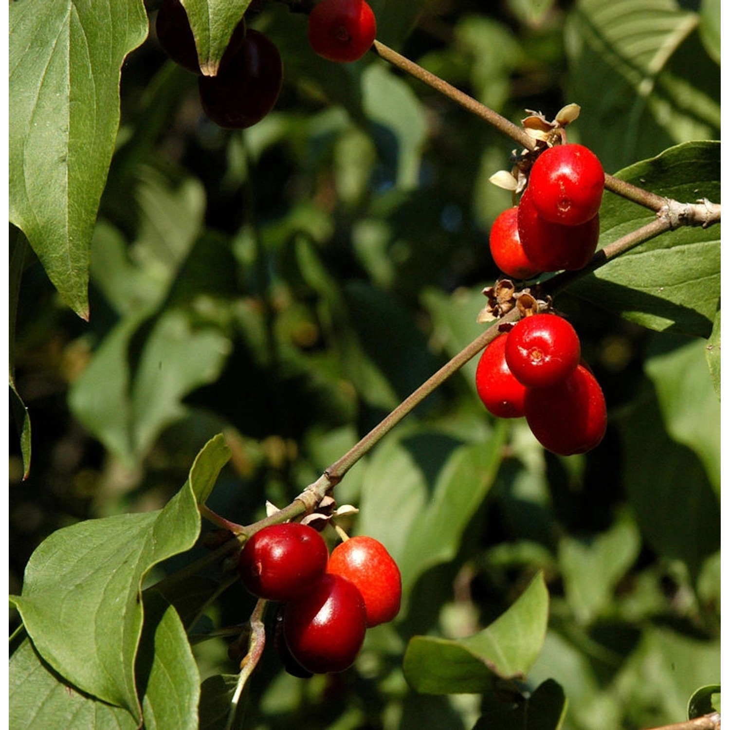 Kornelkirsche Jolico 80-100cm - Cornus mas günstig online kaufen