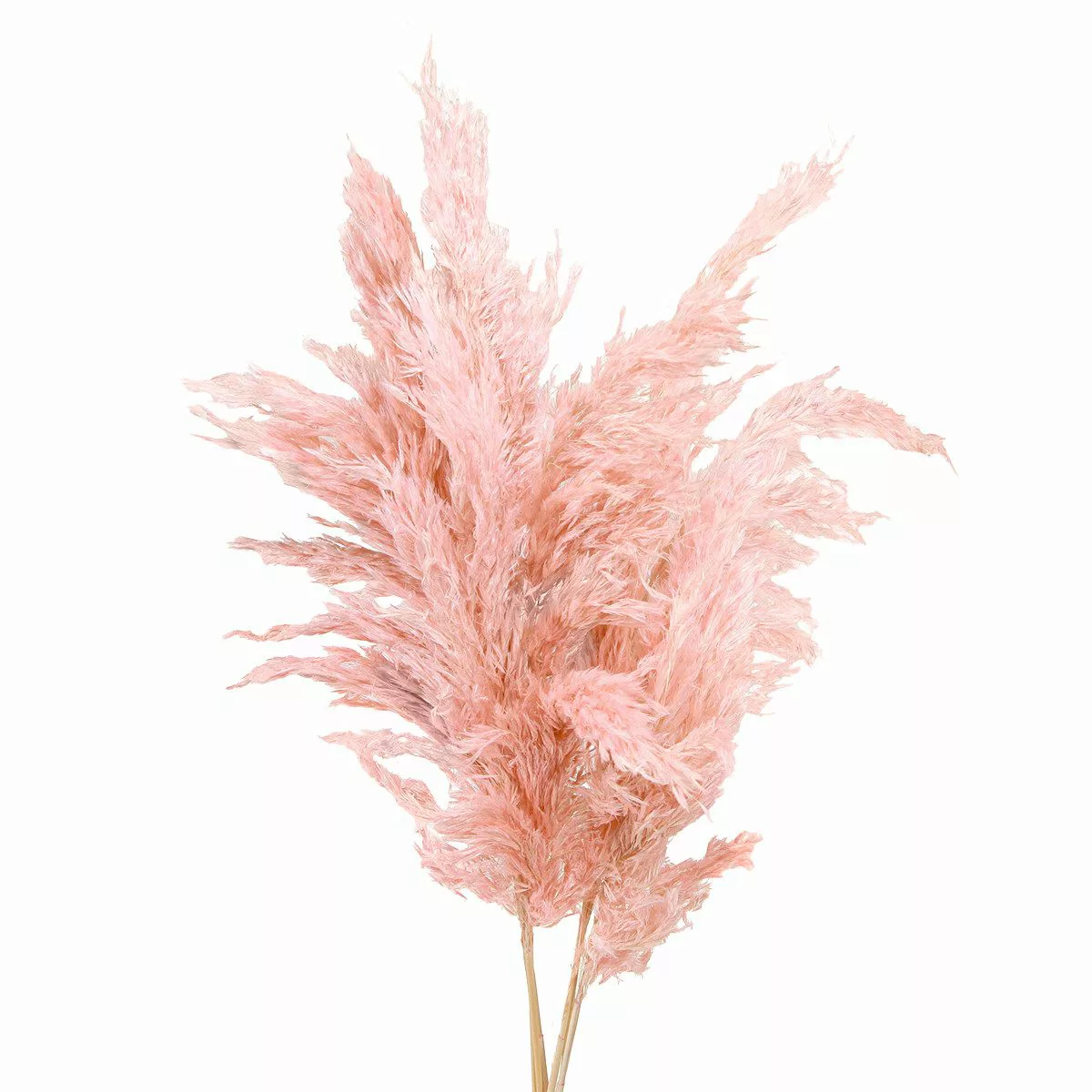 Trockenblume Pampasgras getrocknet Rosa 65-75cm Trockenblumen günstig online kaufen