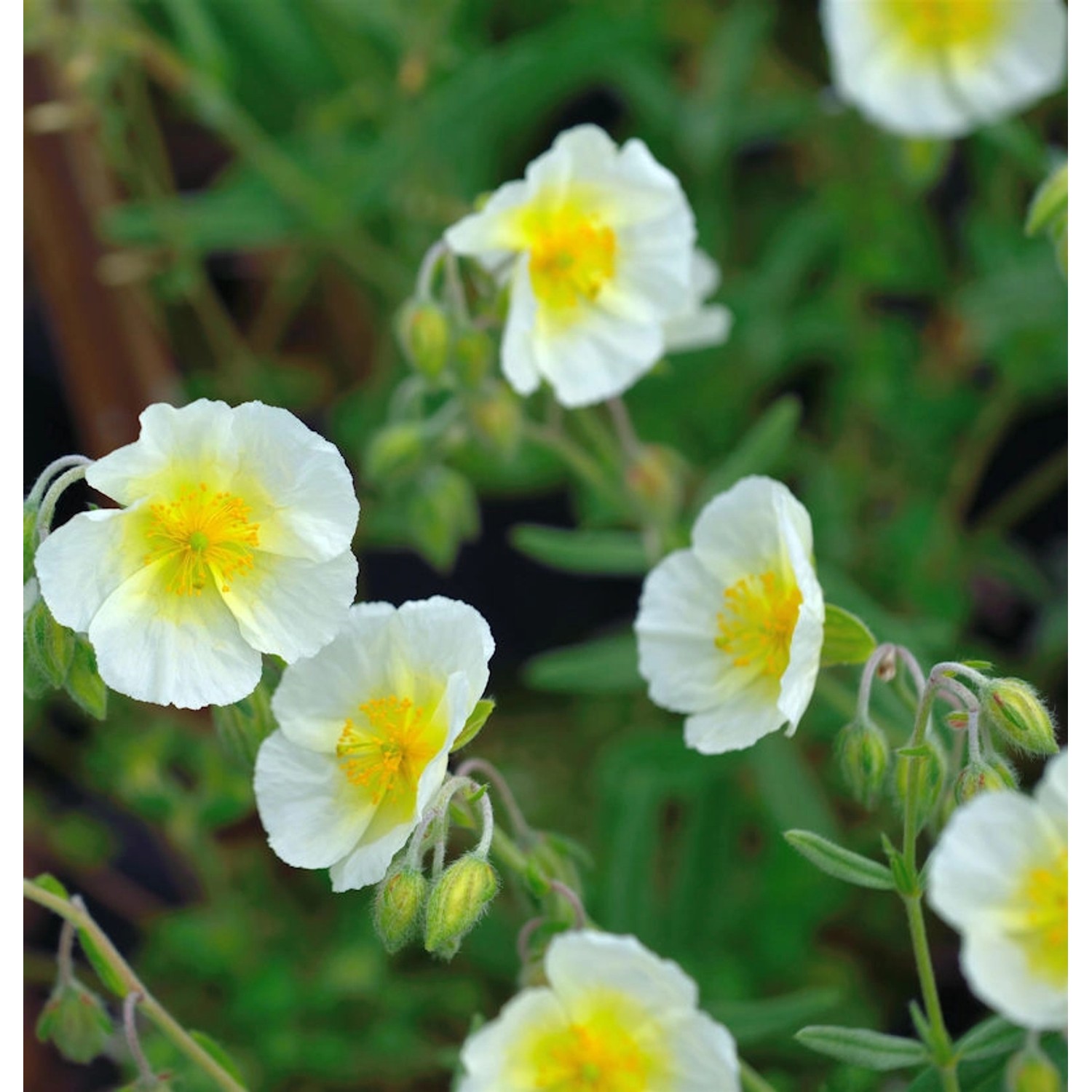 Sonnenröschen Snow Queen - Helianthemum cultorum günstig online kaufen