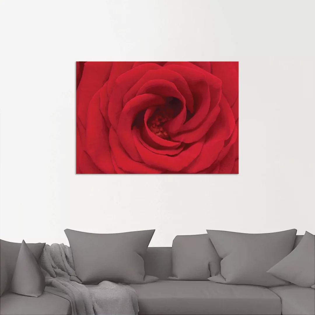 Artland Wandbild "Rote Rose", Blumen, (1 St.), als Alubild, Outdoorbild, Le günstig online kaufen