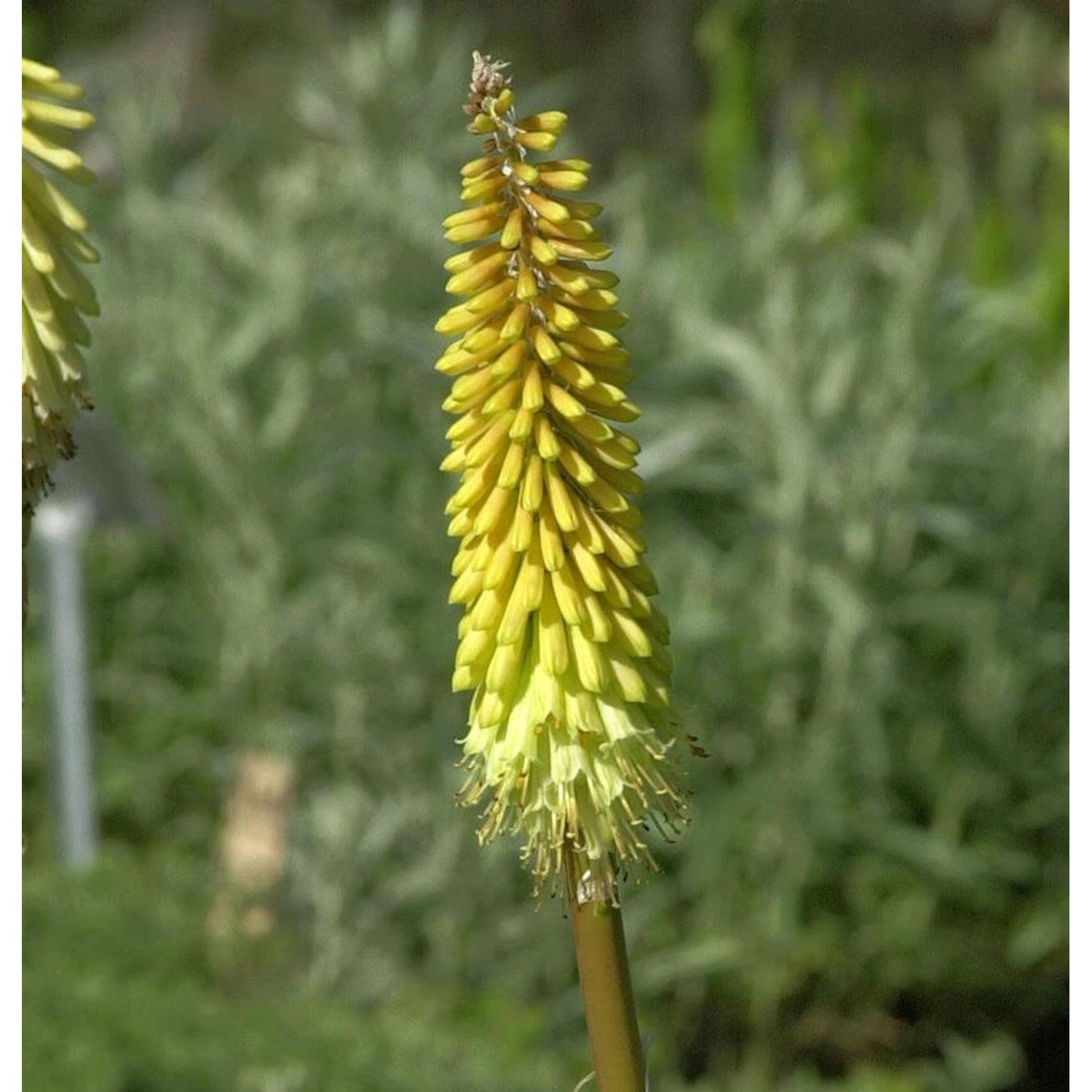 Fackellilie Wrexham Buttercup - Kniphofia uvaria günstig online kaufen