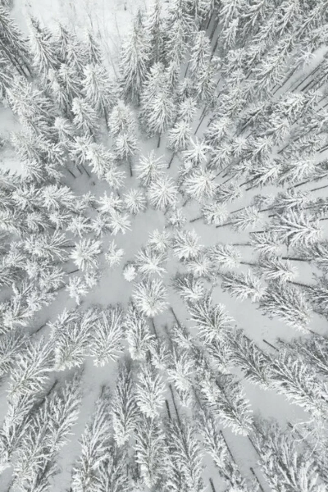 Poster / Leinwandbild - Snowy Forests günstig online kaufen