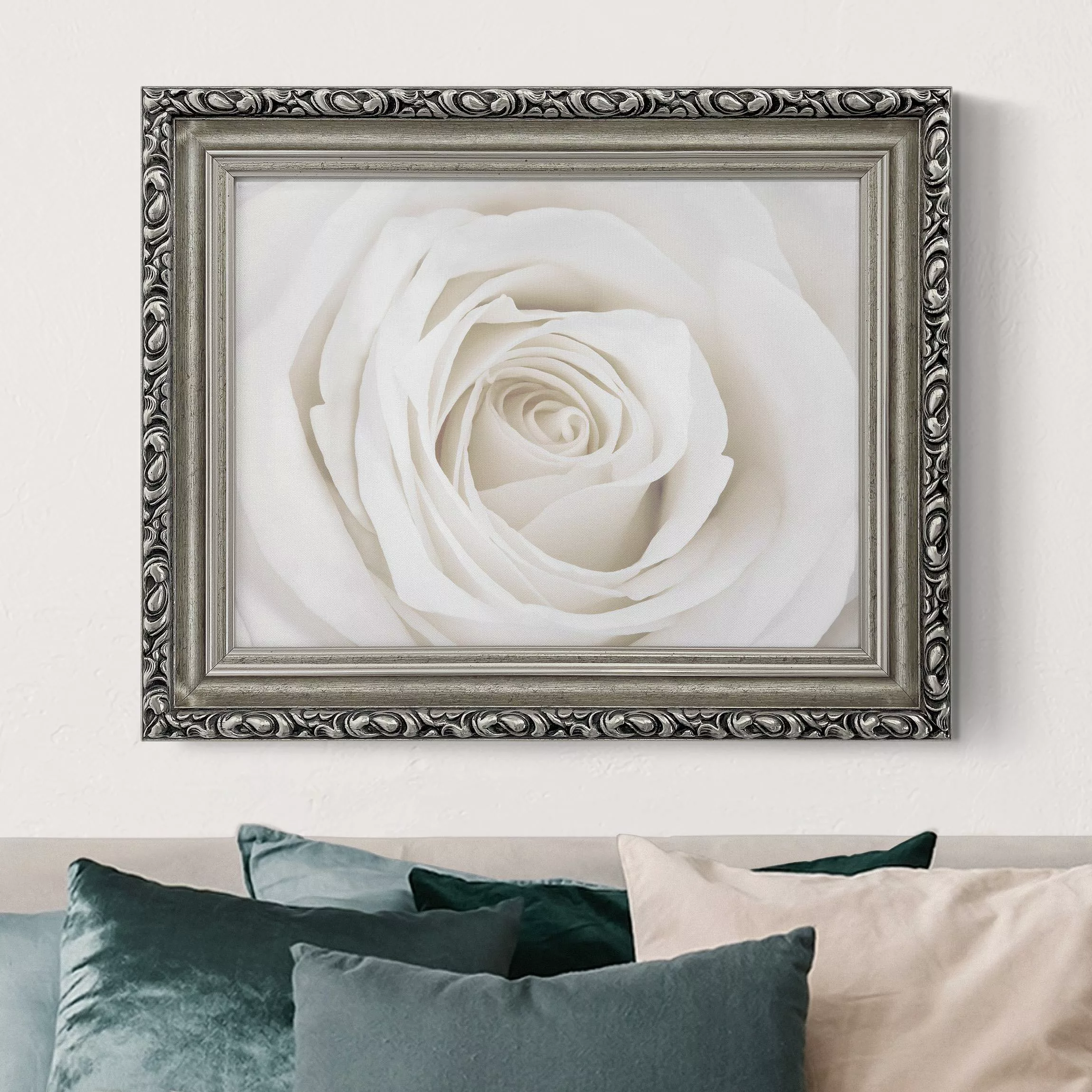 Gerahmtes Leinwandbild Pretty White Rose günstig online kaufen