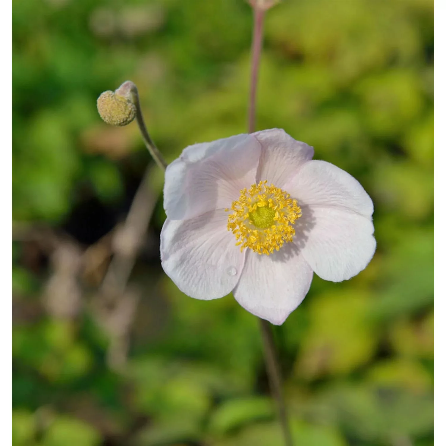 Albadura Anemone Robustissima - Anemone tomentosa günstig online kaufen