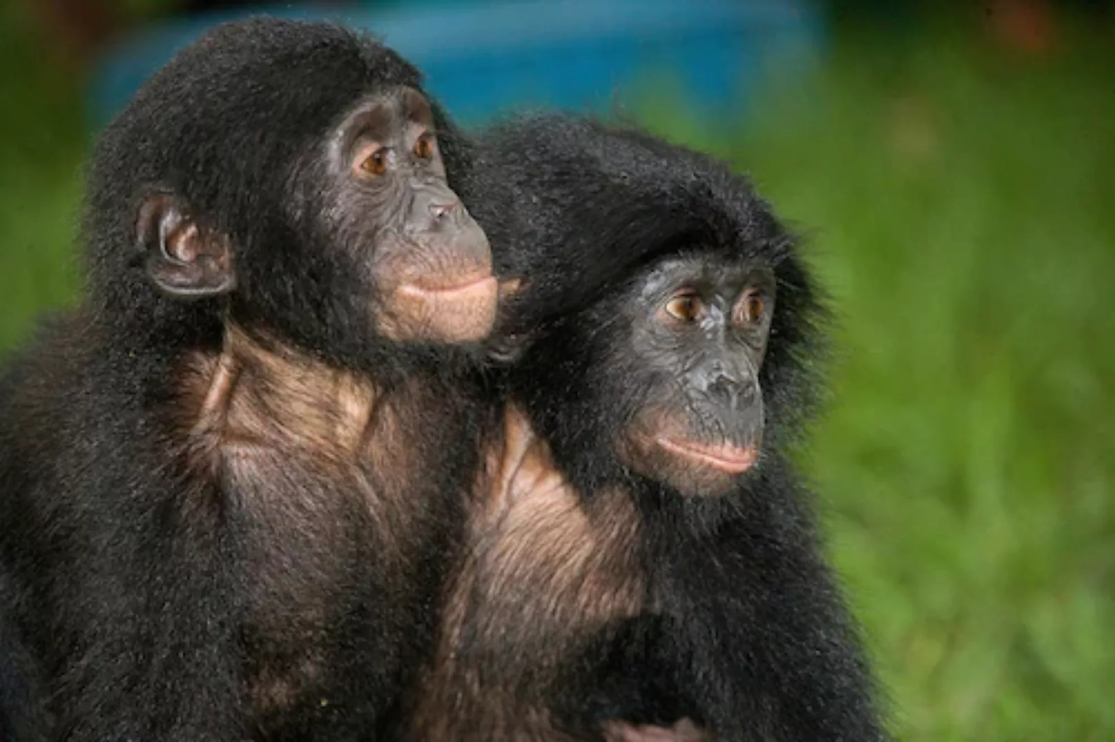 Papermoon Fototapete »Baby Bonobos« günstig online kaufen