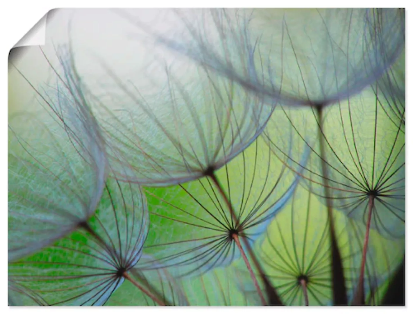 Artland Wandbild »Pusteblumen-Samen II«, Blumen, (1 St.), als Leinwandbild, günstig online kaufen