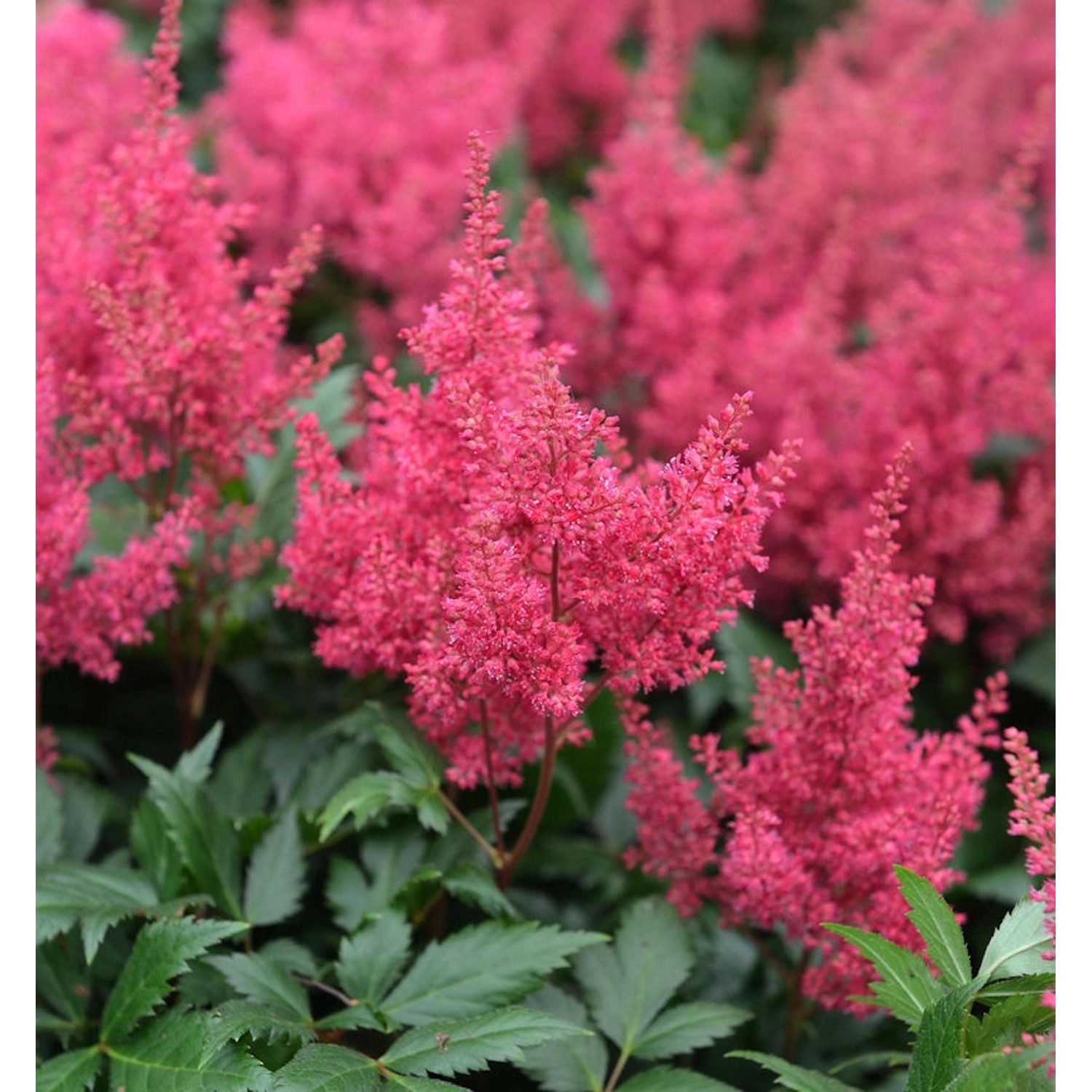 Prachtspiere Montgomery - Astilbe japonica günstig online kaufen