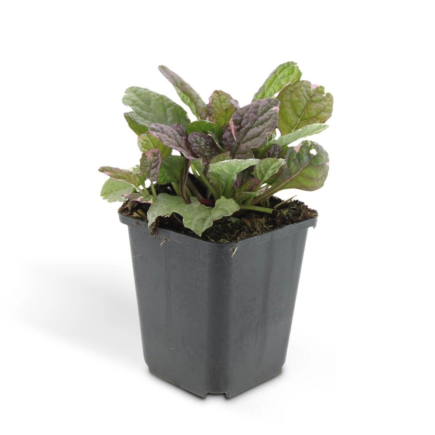 Exotenherz Bodendecker Kriechender Günsel Ajuga Reptans Burgundy Glow 9cm T günstig online kaufen