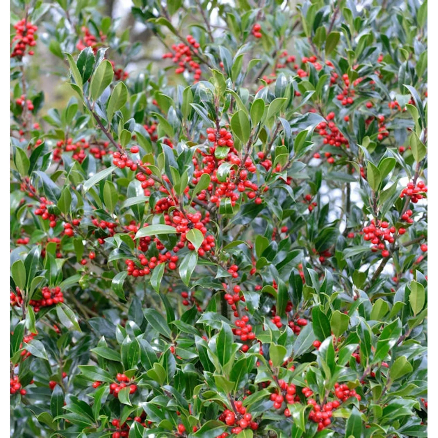 Hochstamm Stechpalme Nellie R Stevens 100-125cm - Ilex aquifolium günstig online kaufen