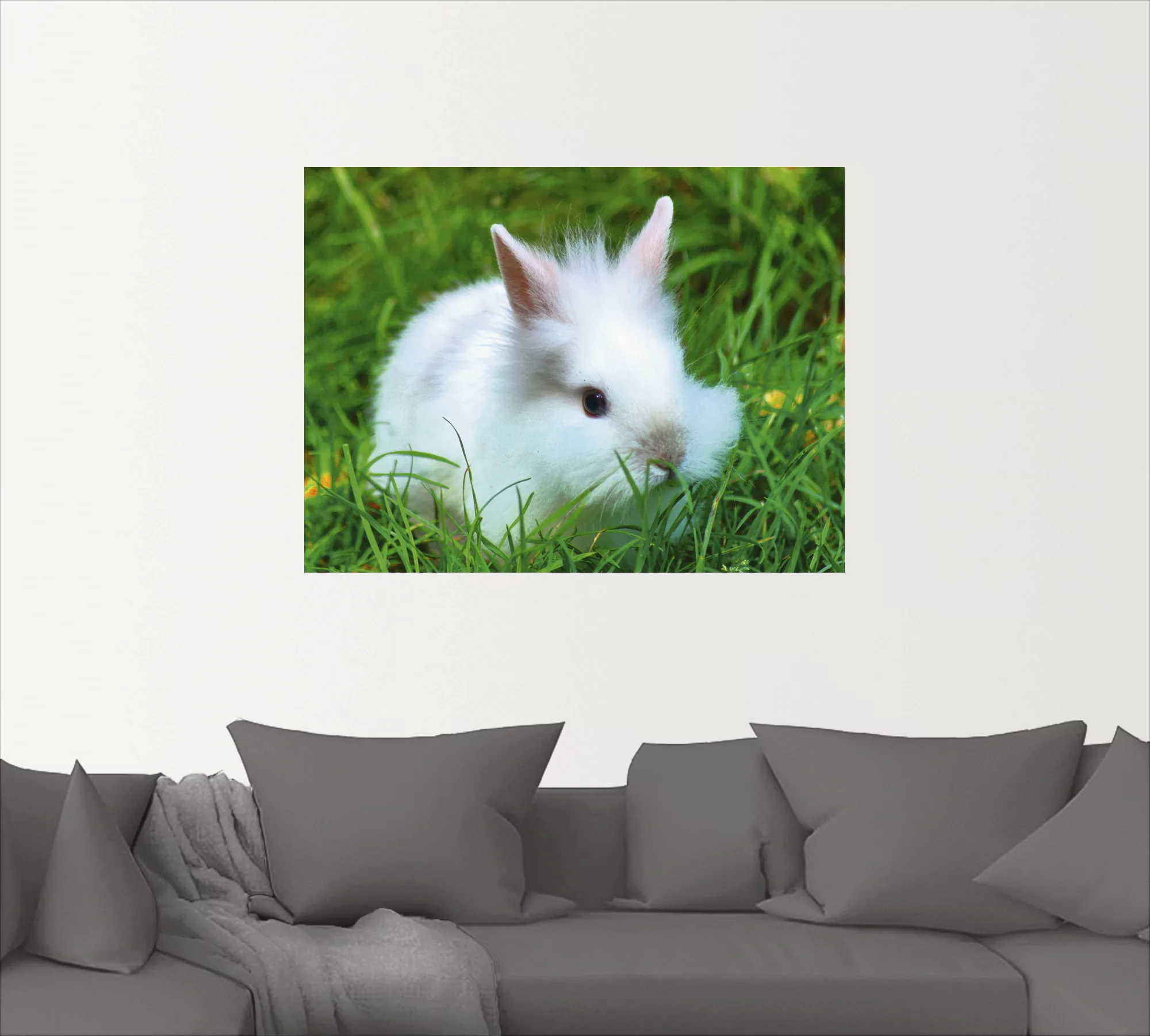 Artland Wandbild »Weißes Zwergkaninchen Baby«, Wildtiere, (1 St.), als Post günstig online kaufen