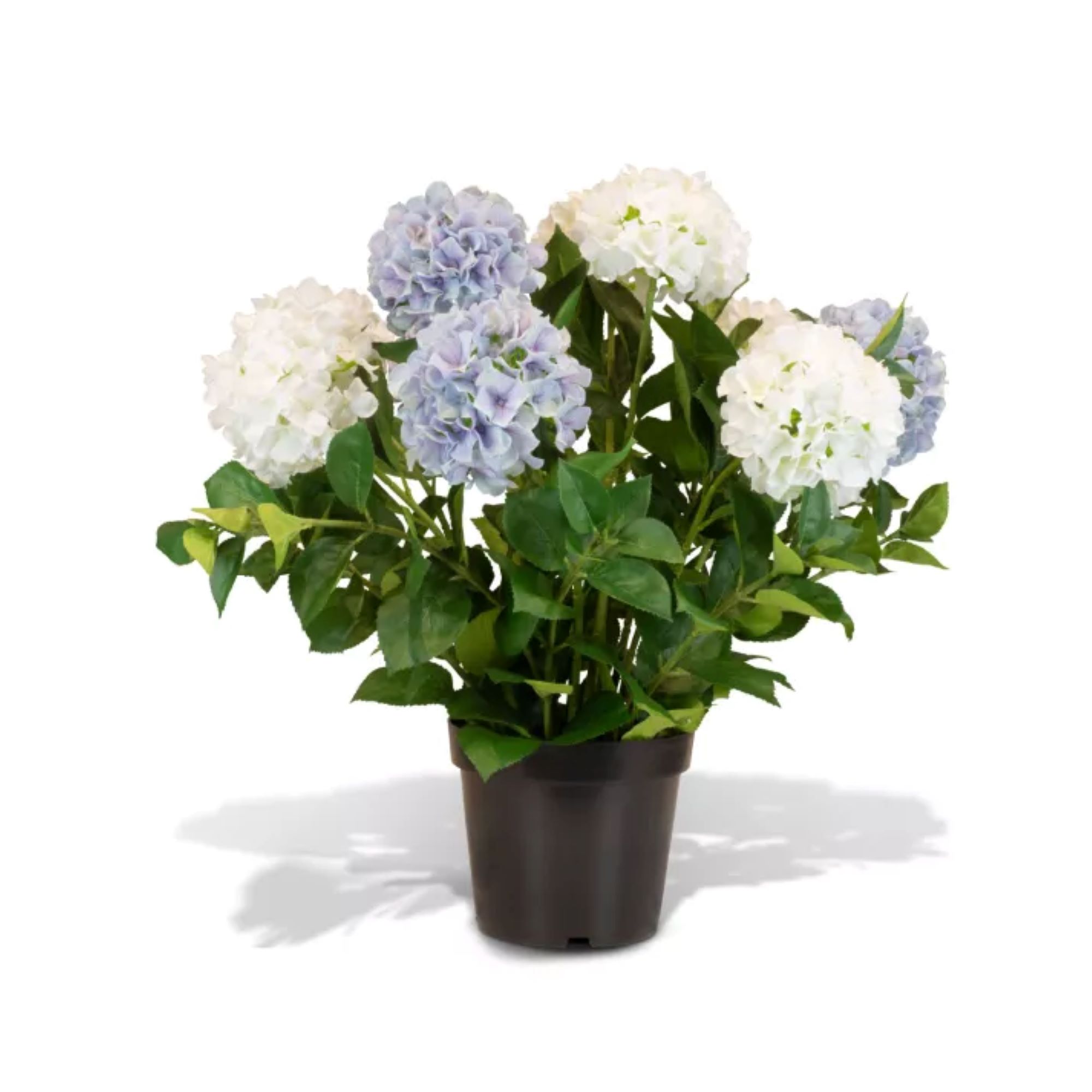 Hortensie - Hydrangea Kunstpflanze, 10 Blüten, Höhe 73 cm, weiß-blau günstig online kaufen