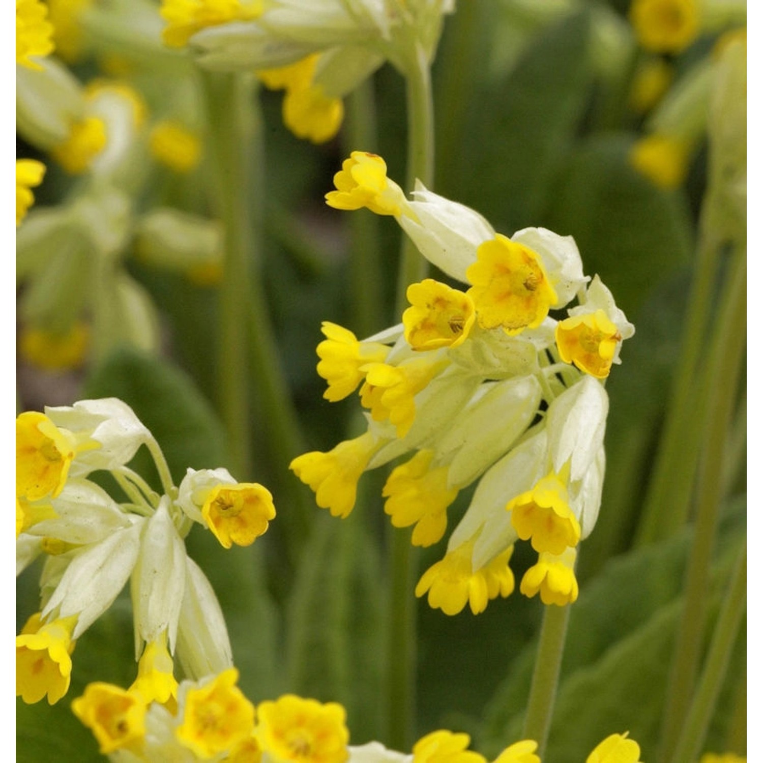 Echte Schlüsselblume - Primula veris günstig online kaufen