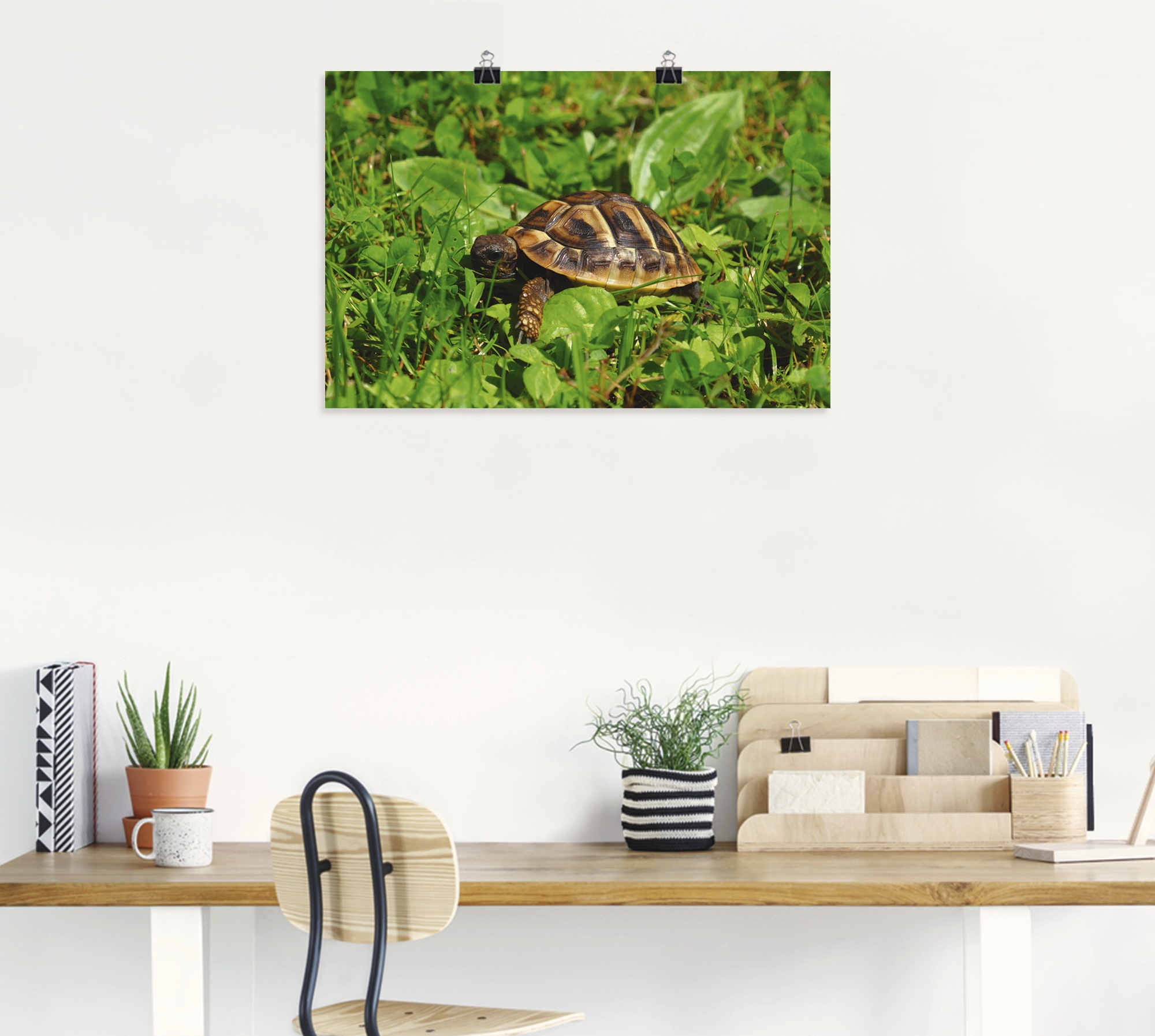Artland Poster "Griechische Landschildkröten Baby", Reptilien, (1 St.), als günstig online kaufen