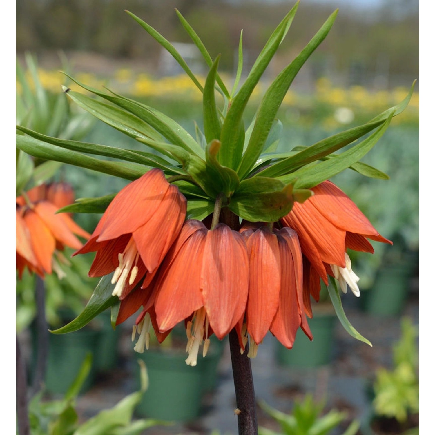 Kaiserkrone Rubra Maxima - Fritillaria imperalis günstig online kaufen