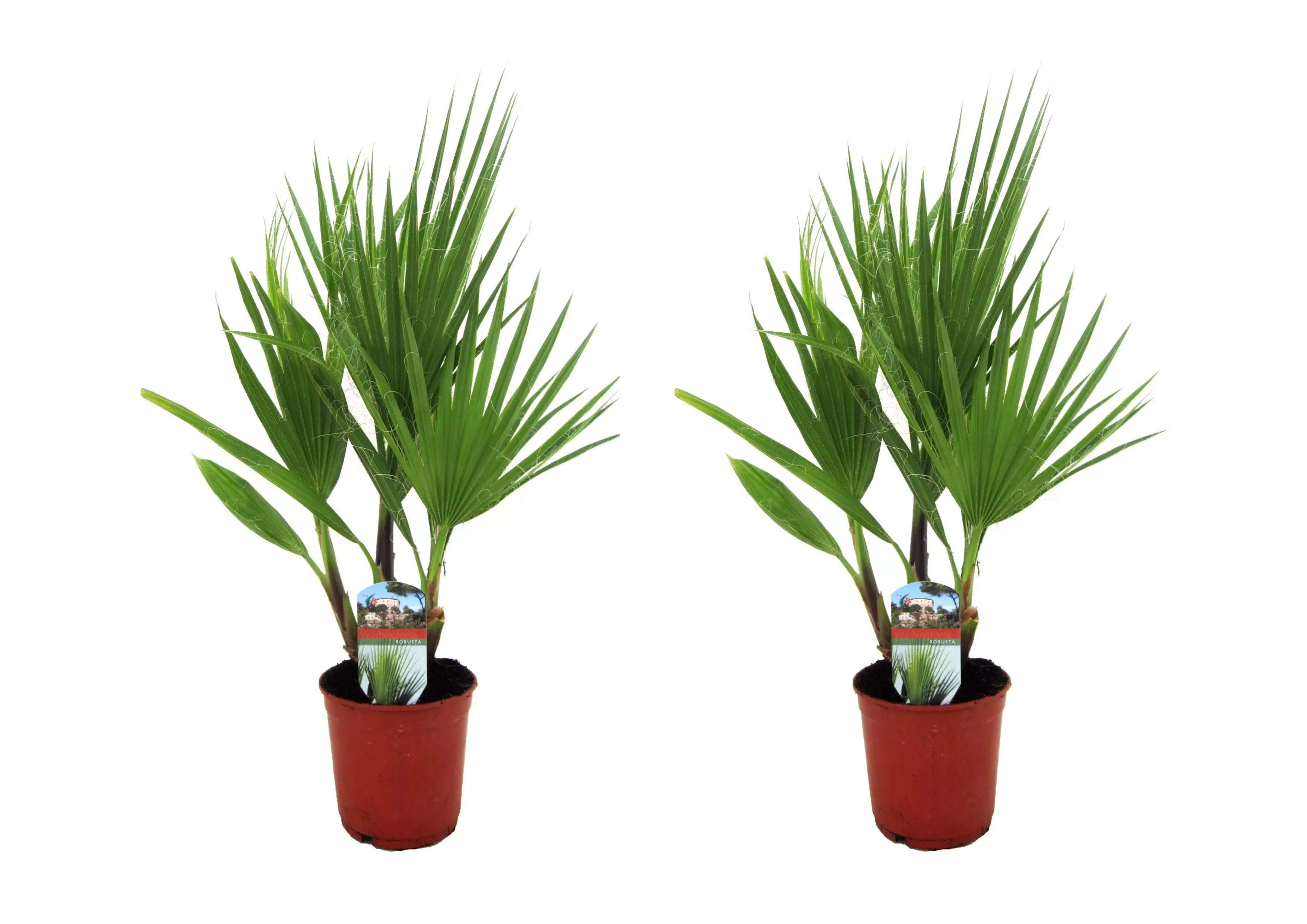 Perfect Plant | Set mit 2 mexikanischen Fächerpalmen Washingtonia günstig online kaufen