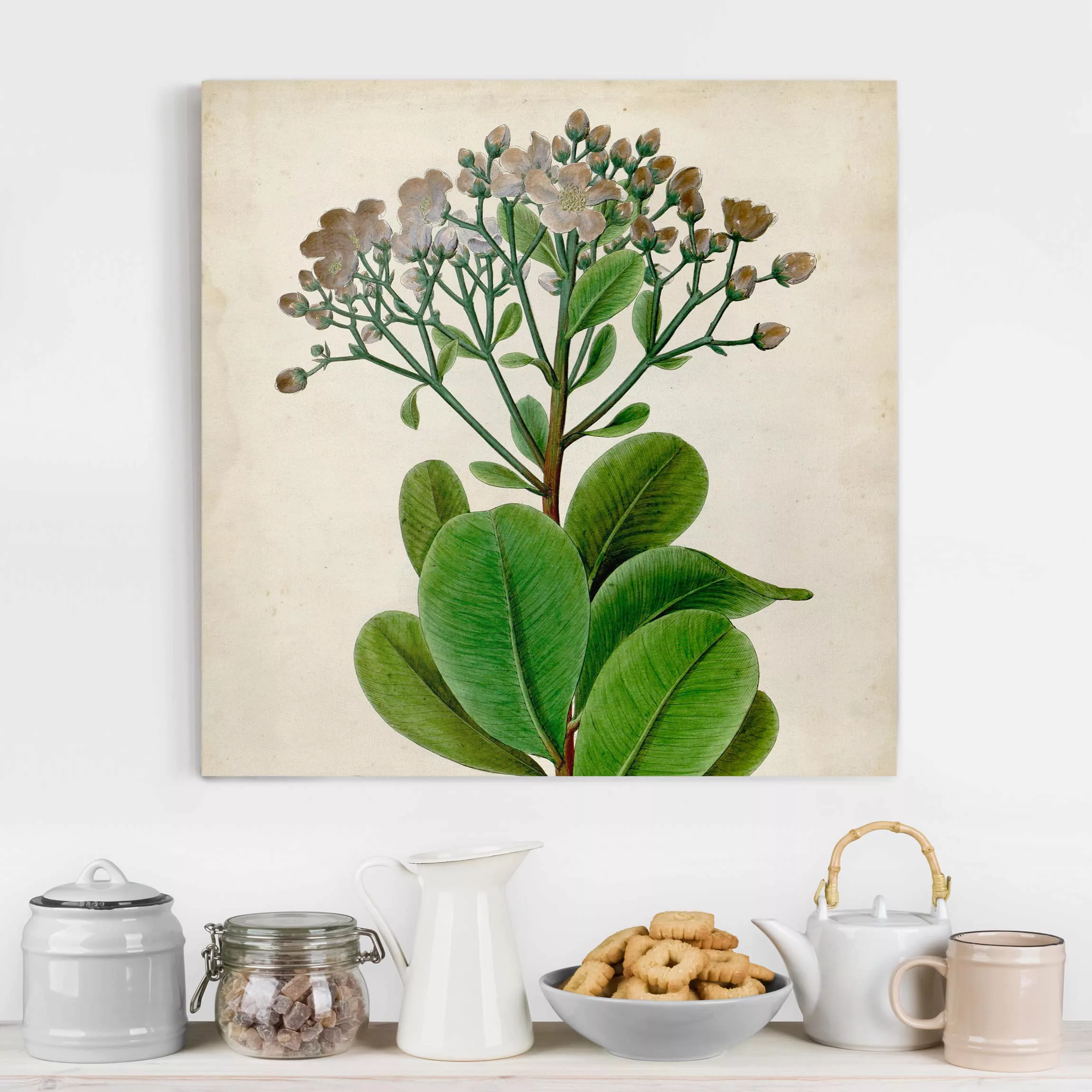 Leinwandbild Botanik - Quadrat Laubbaum Schautafel VIII günstig online kaufen