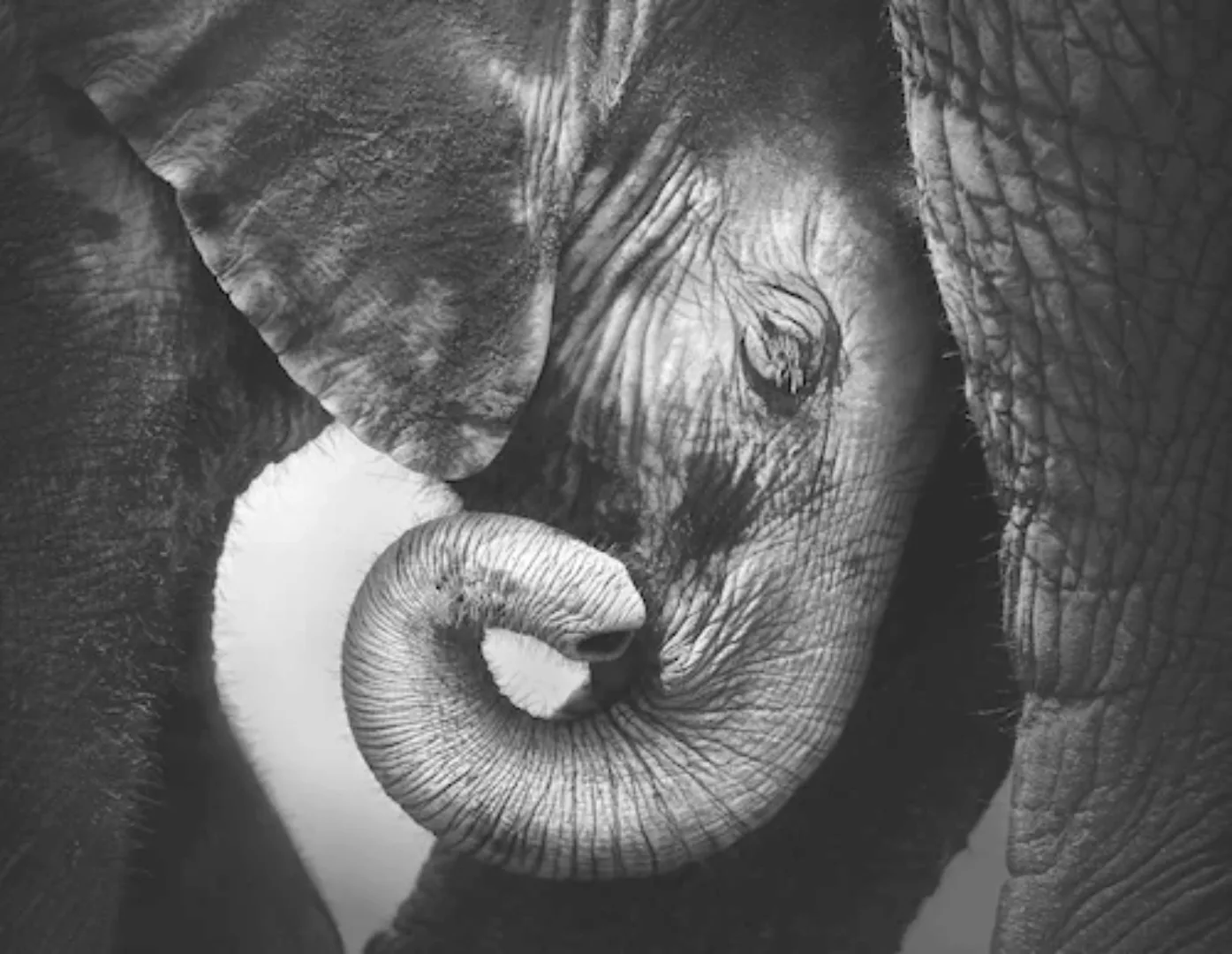 Fototapete "Elefanten" 3,36x2,60 m / Vlies günstig online kaufen