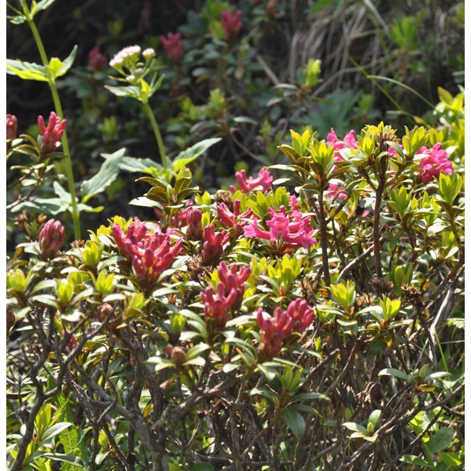 Rostblättrige Alpenrose 15-20cm - Rhododendron ferrugineum günstig online kaufen