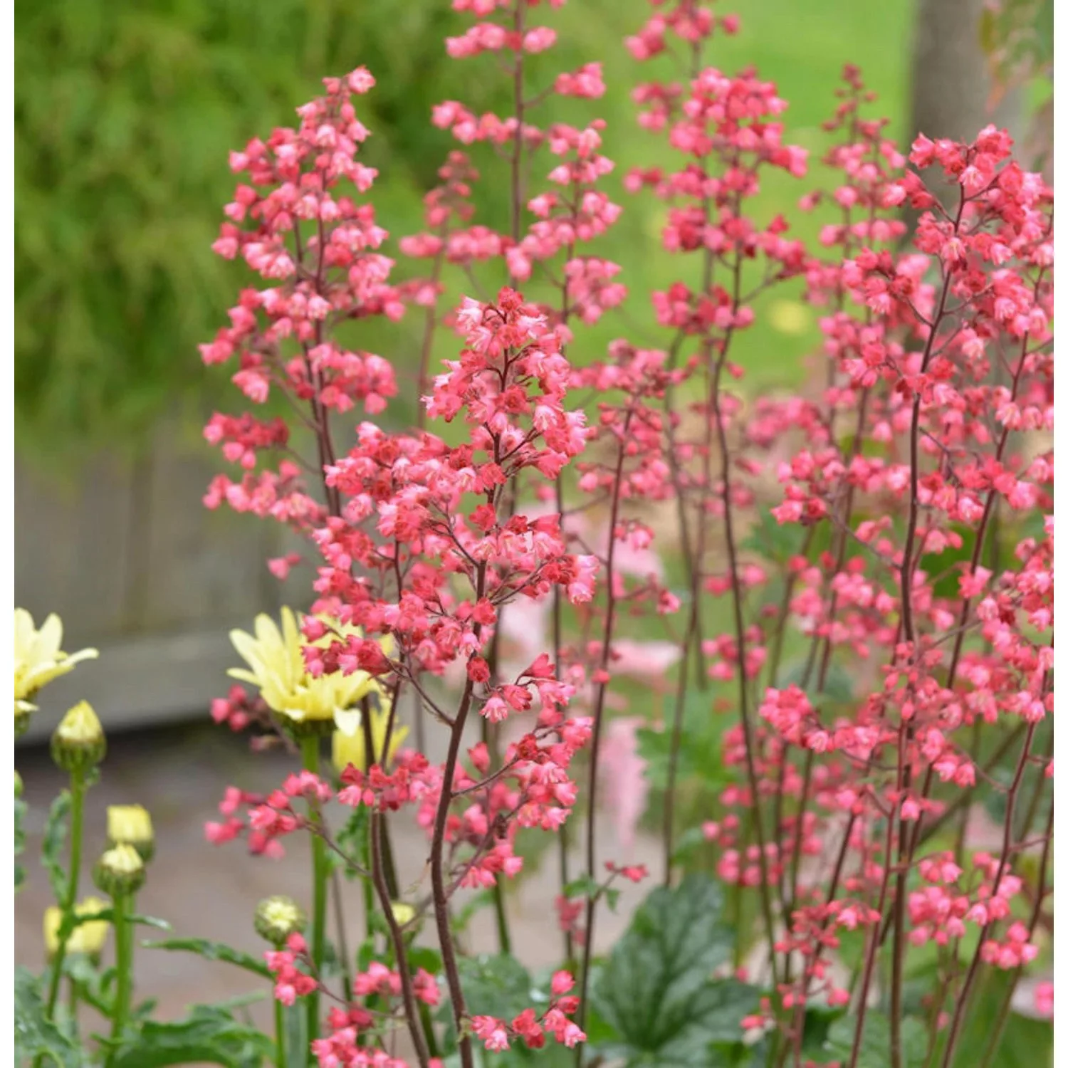 Purpurglöckchen Ruby Bells - Heuchera micrantha günstig online kaufen