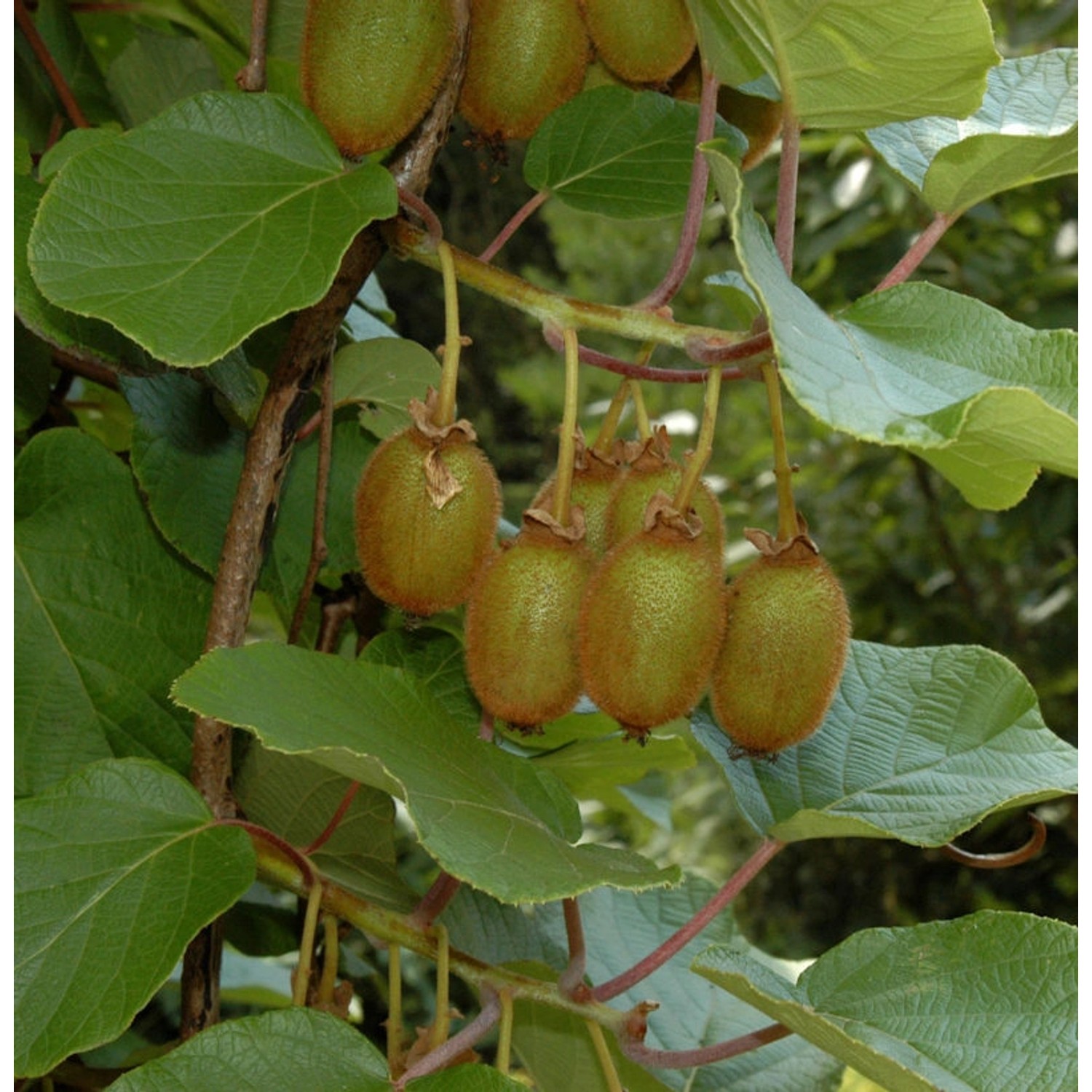 Selbstfruchtende Kiwi Issai 60-80cm - Actinidia arguta günstig online kaufen