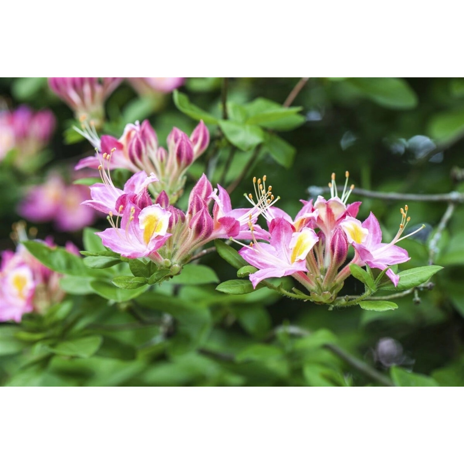 Rhododendron Luteum Soir De Paris Gelb 30–40 cm günstig online kaufen
