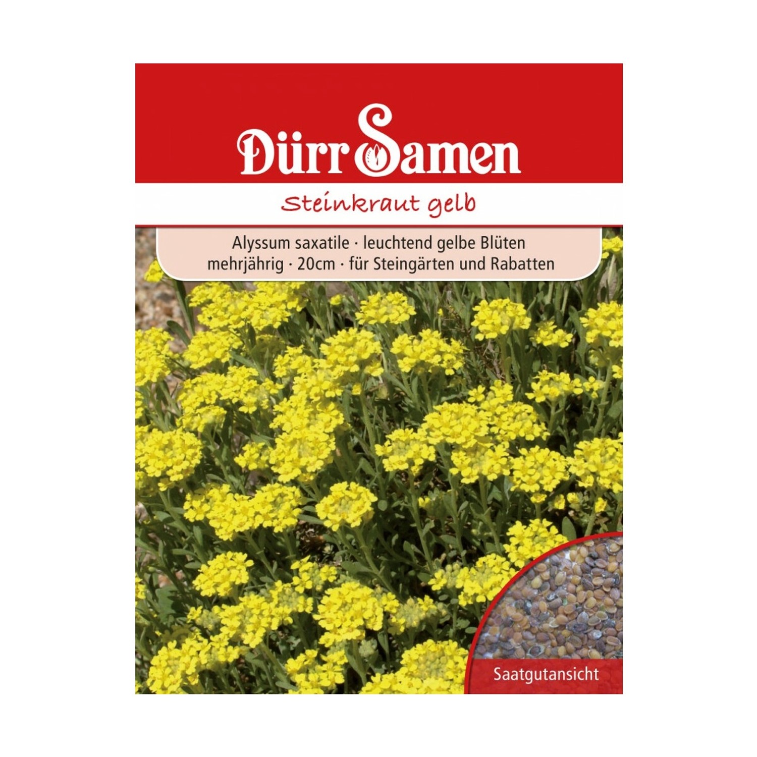 Dürr Samen Alyssum Saxatile Steinkraut Saatgut günstig online kaufen