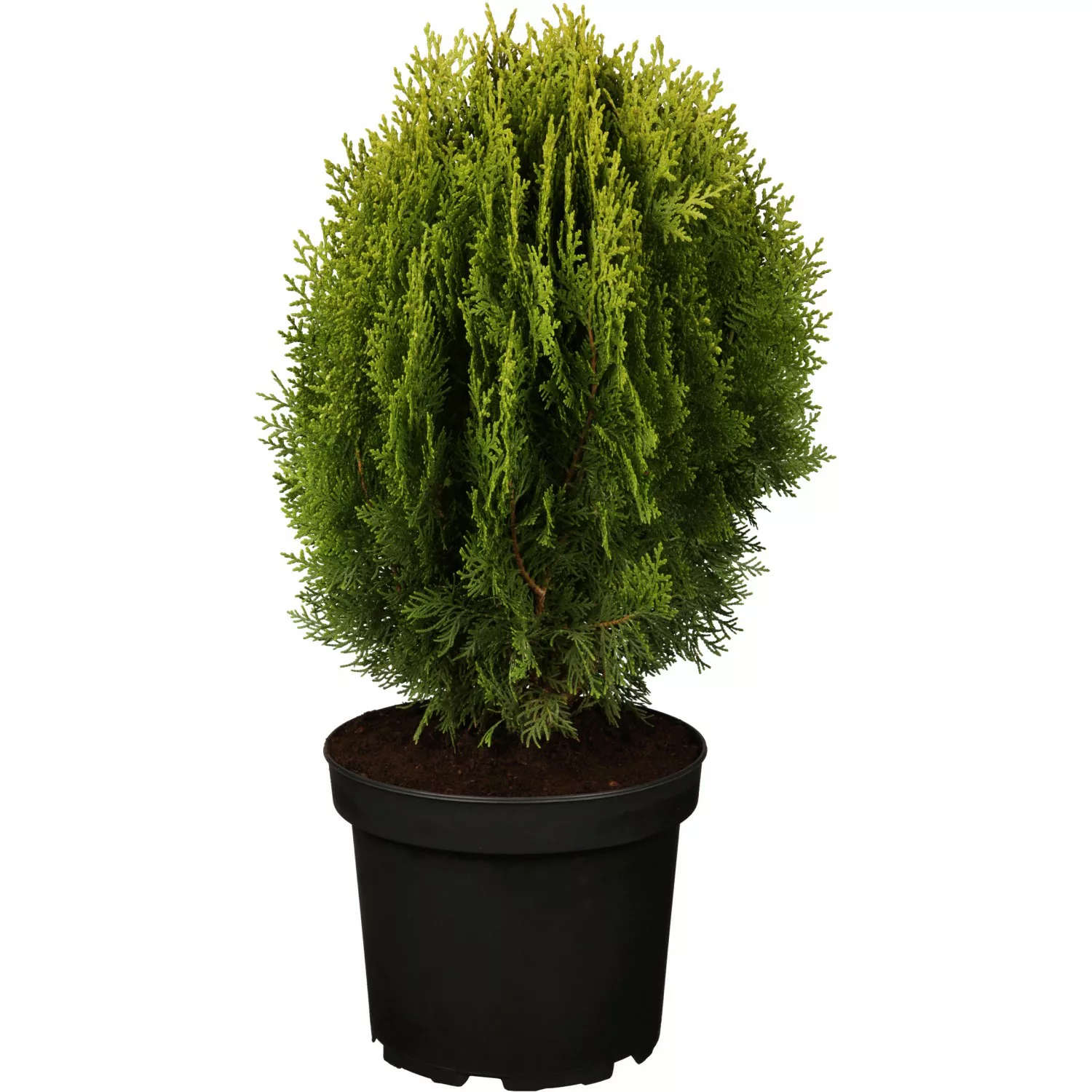 OBI Zwerglebensbaum Aurea Nana Gelb Höhe ca. 10 - 20 cm Topf ca. 2 l Thuja günstig online kaufen