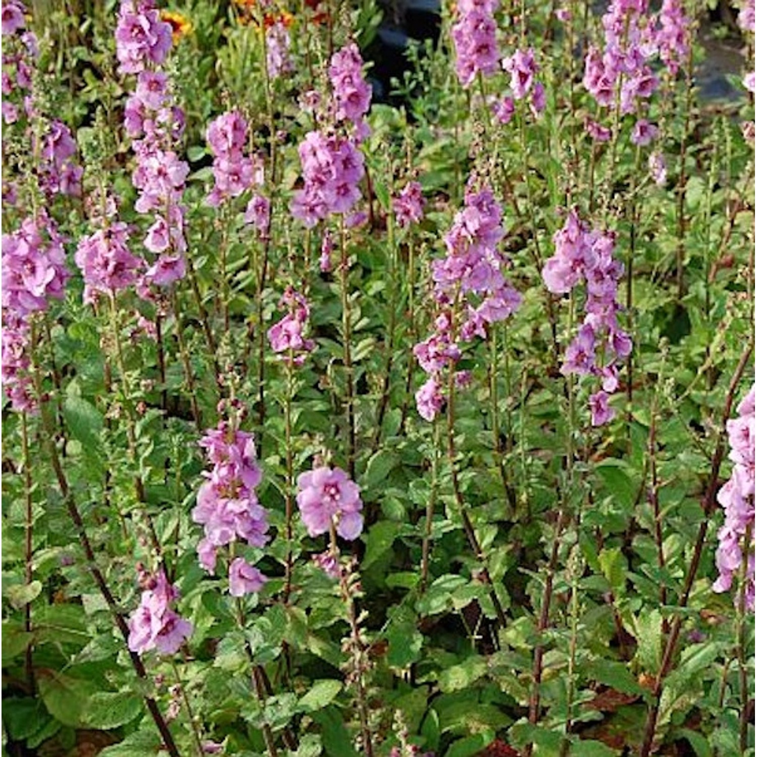 Königskerze Pink Domino - Verbascum Hybrid günstig online kaufen