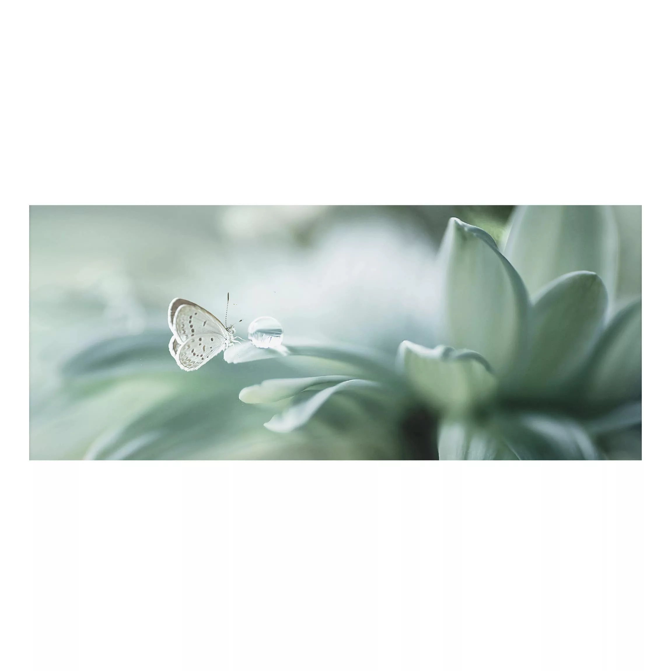 Alu-Dibond Bild Blumen - Panorama Schmetterling und Tautropfen in Pastellgr günstig online kaufen