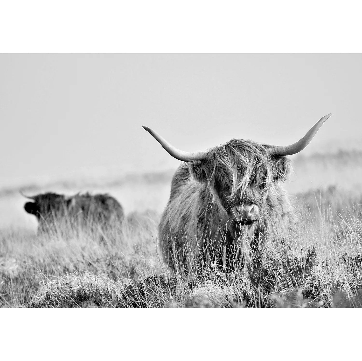 Selbstklebende Fototapete - Kuh günstig online kaufen