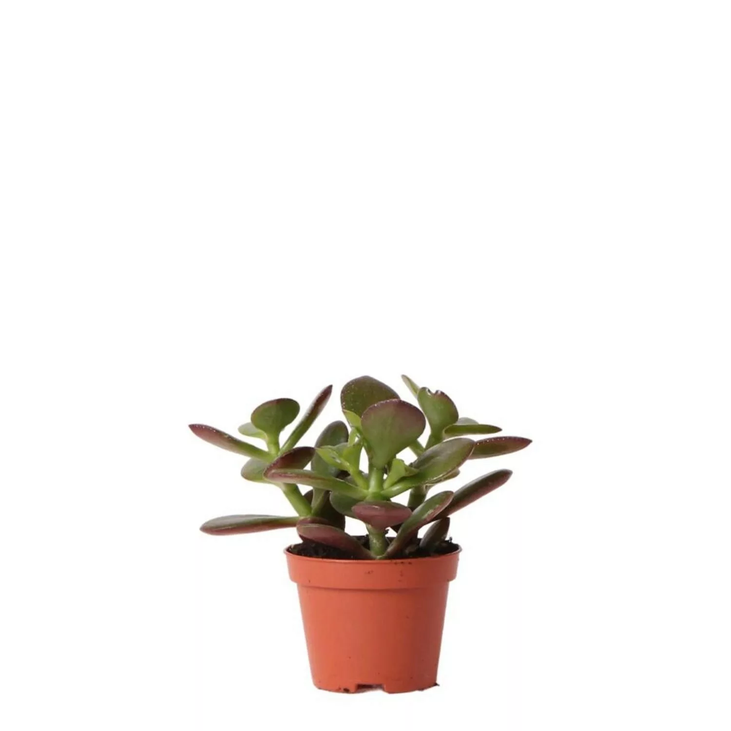 Kolibri Greens Kolibri Greens Grünpflanze Sukkulente Crassula Ovata Topfgrö günstig online kaufen