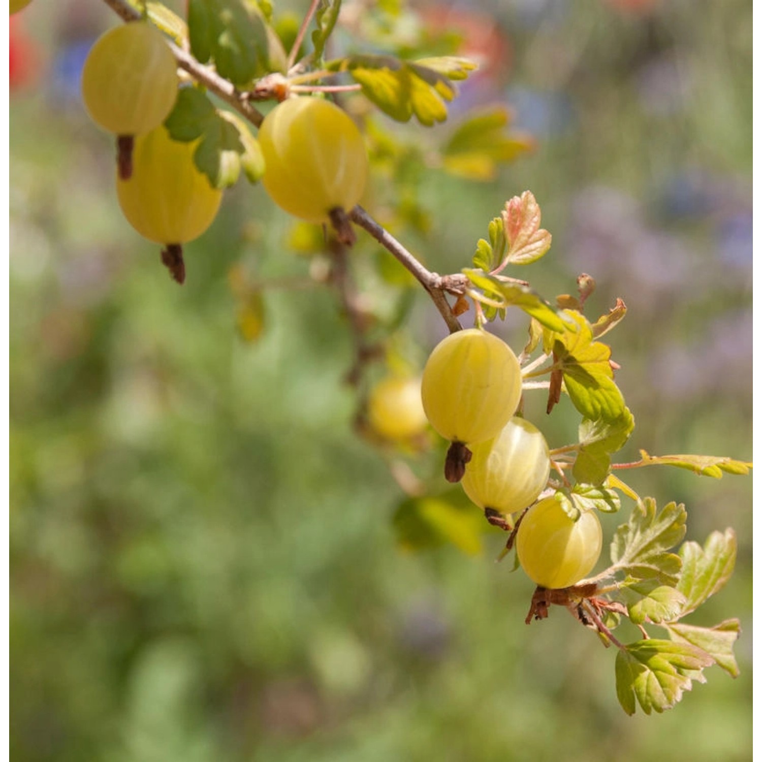 Stachelbeere Mucurines 40-60cm - Ribes uva-crispa günstig online kaufen