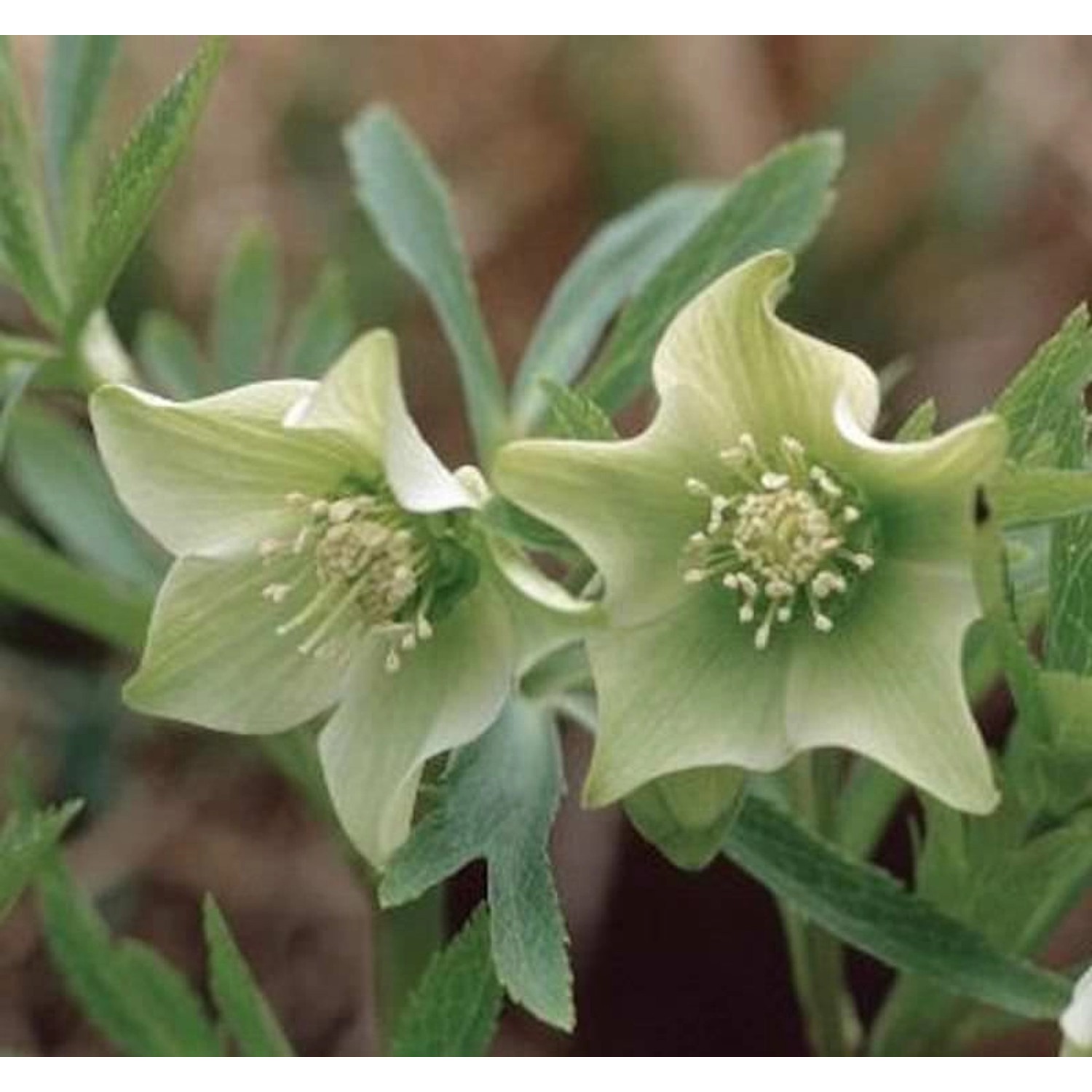 Grüner Nieswurz - Helleborus viridis günstig online kaufen