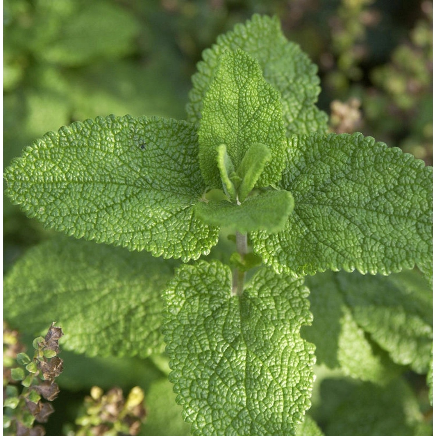 Salbei Gamander - Teucrium scorodonia günstig online kaufen