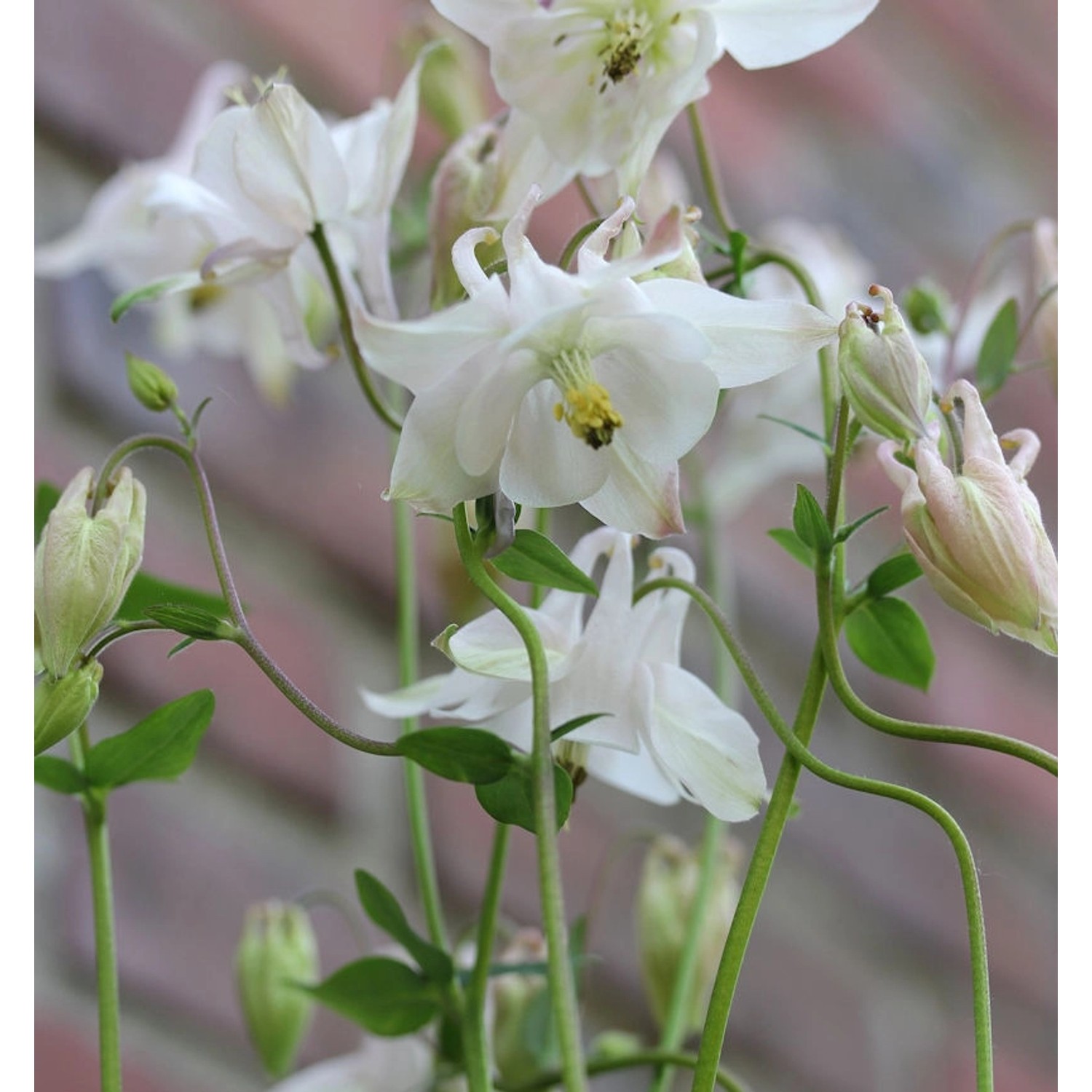 Akelei White Barlow - Aquilegia vulgaris günstig online kaufen