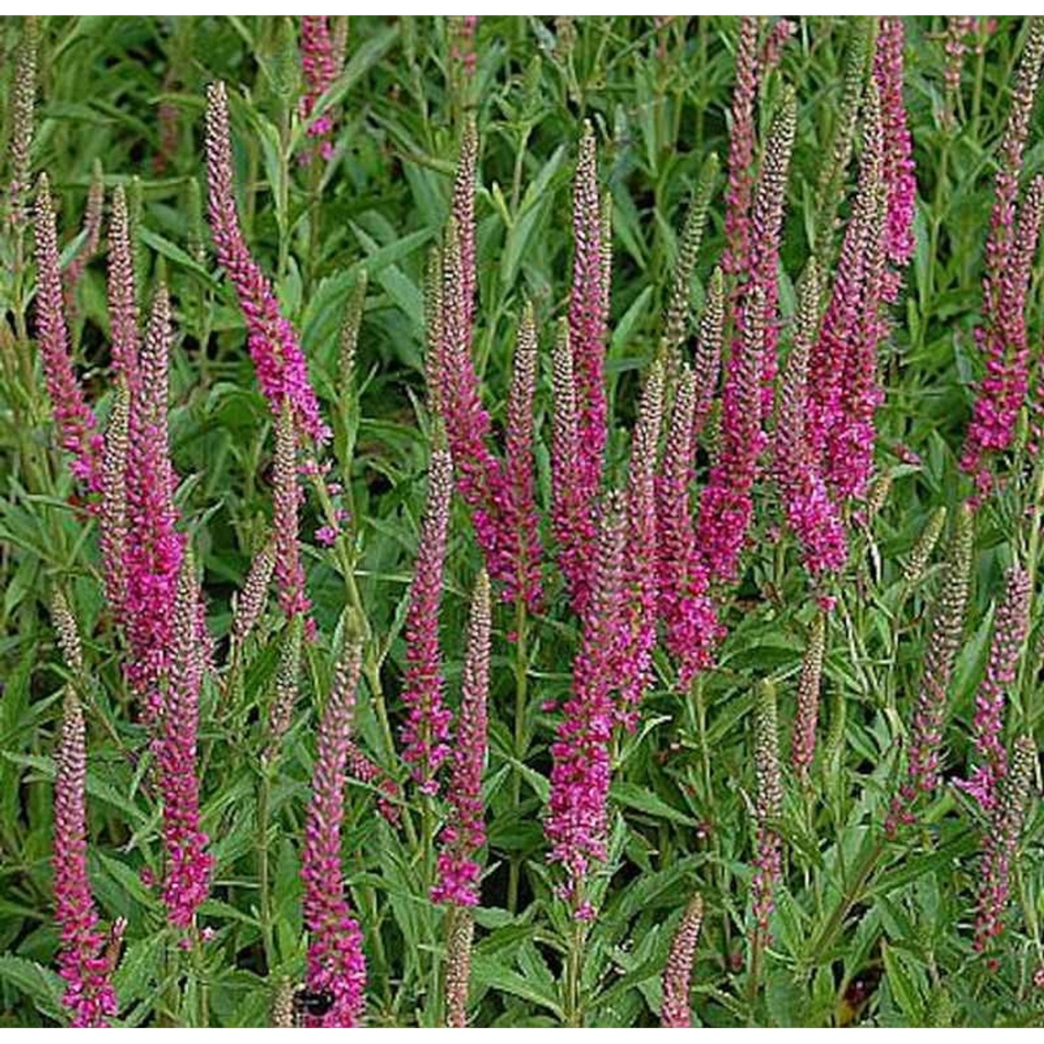 Polsterveronika Rotfuchs - Veronica spicata günstig online kaufen