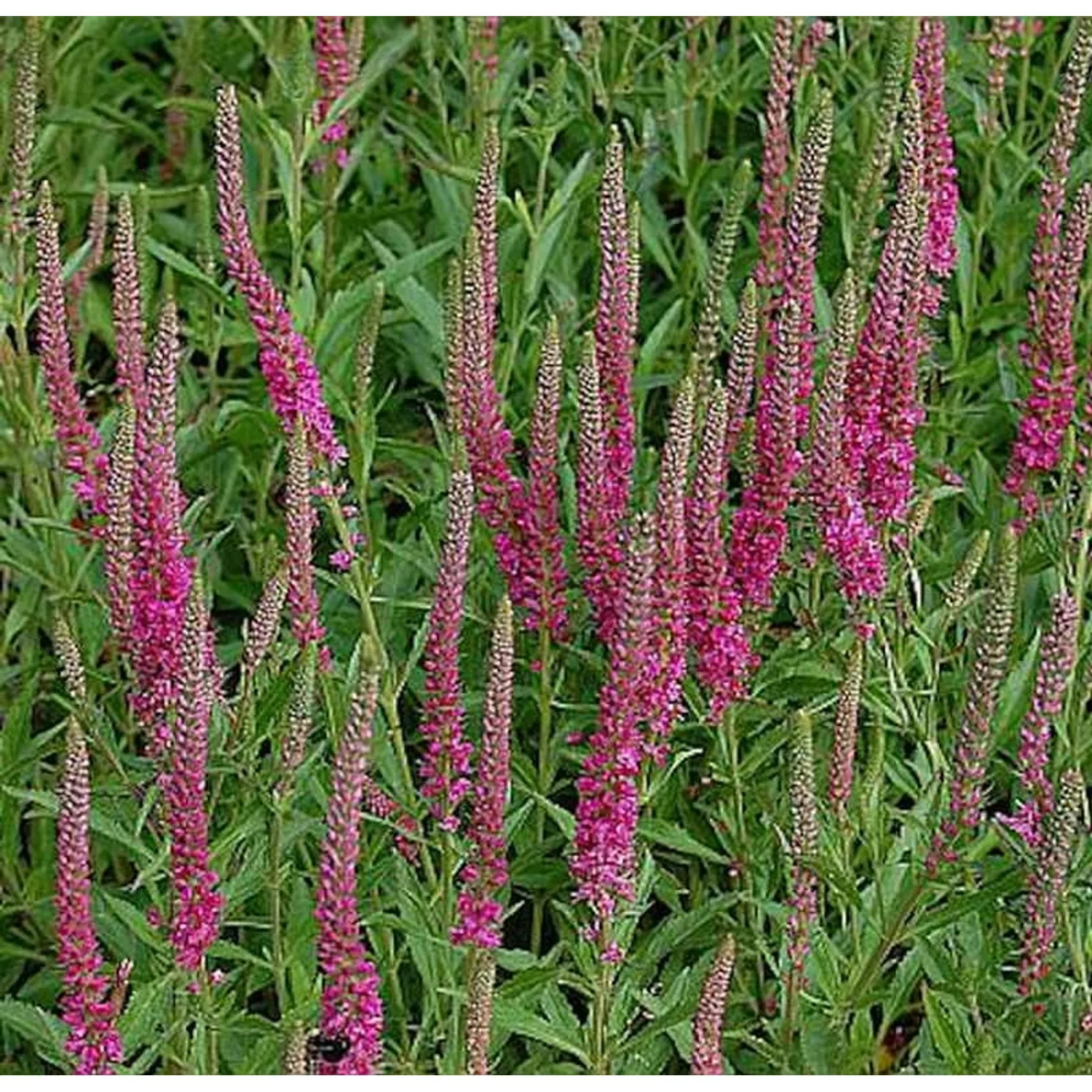 Polsterveronika Rotfuchs - Veronica spicata günstig online kaufen