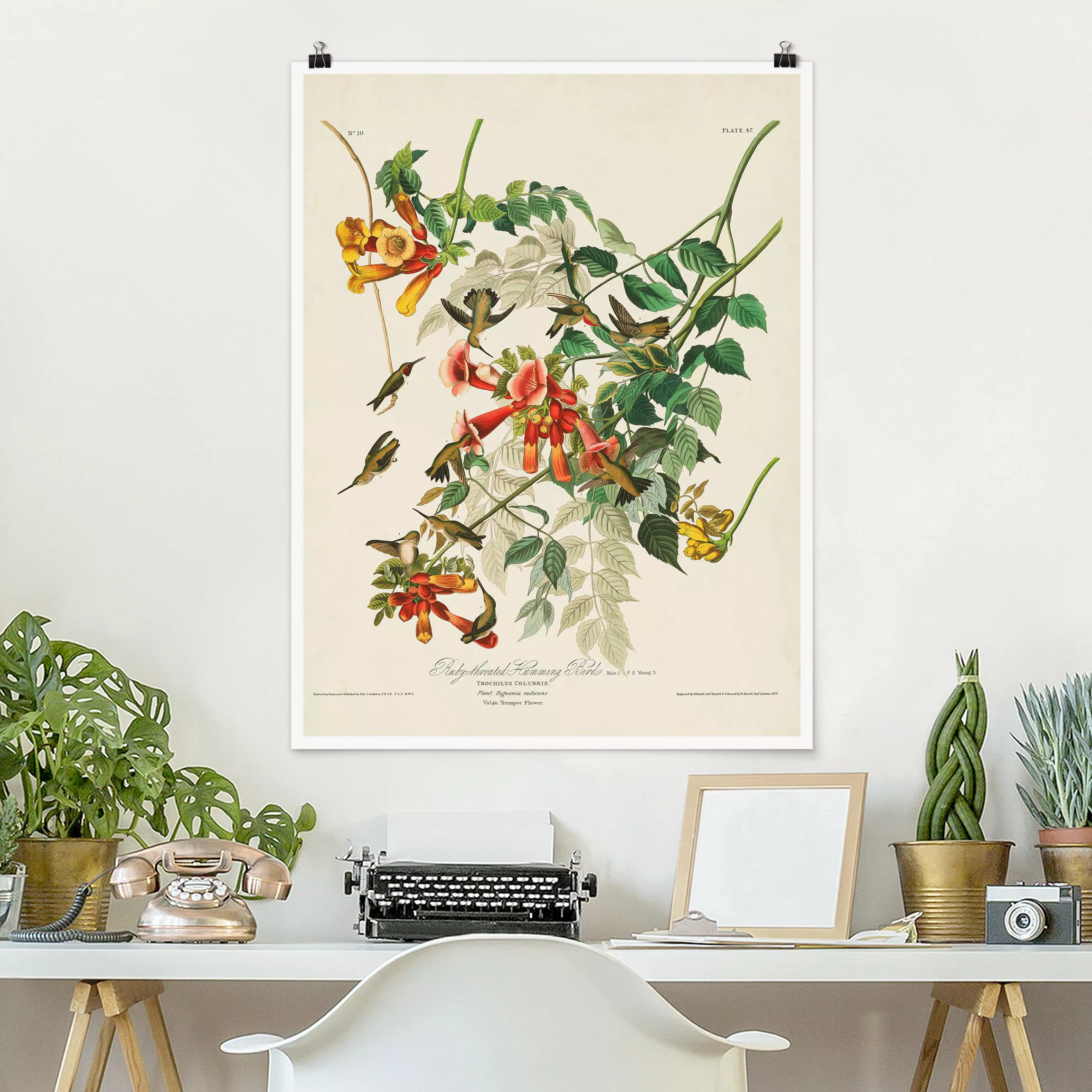 Poster Vintage Lehrtafel Rubinkehlkolibris günstig online kaufen