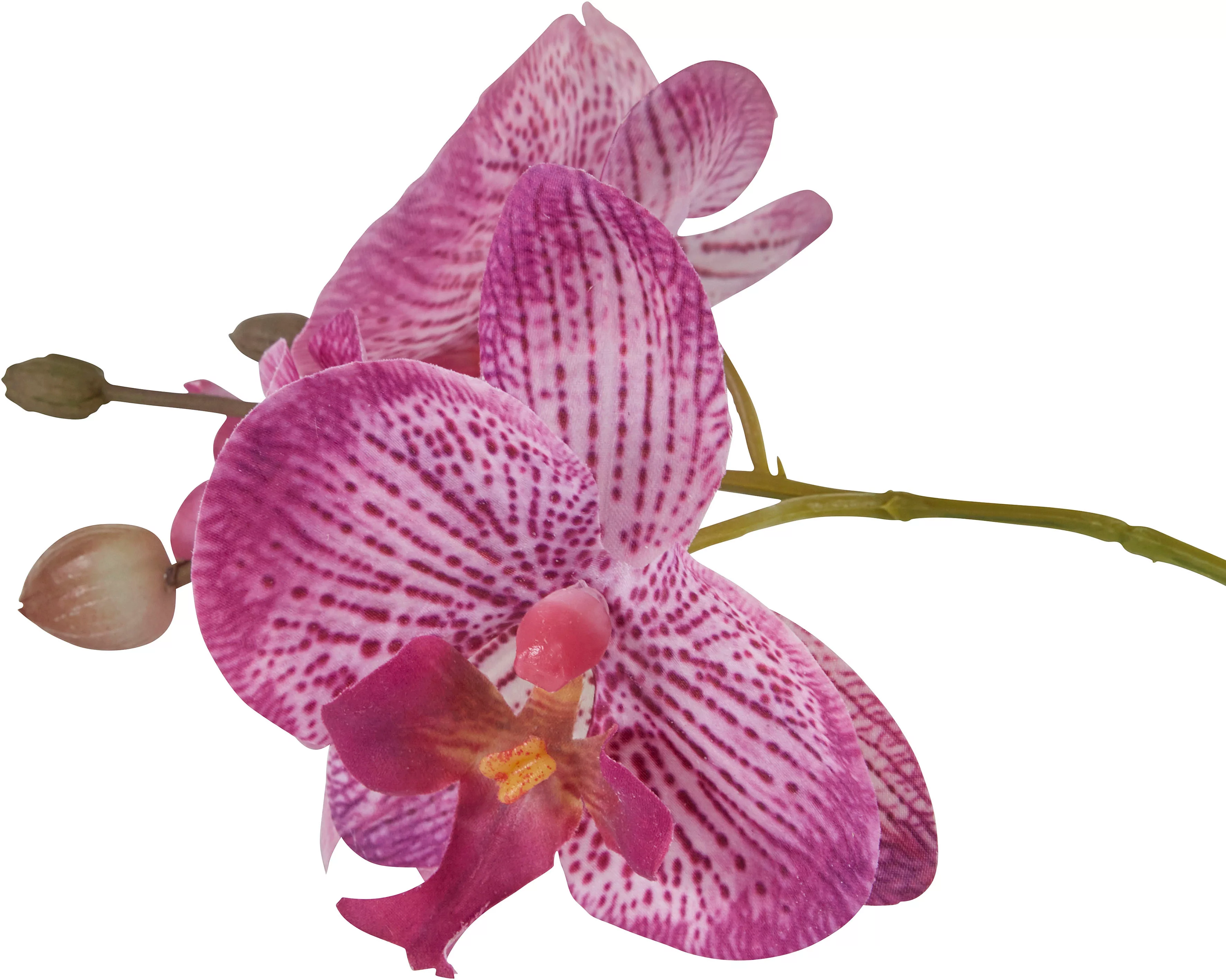 Home affaire Kunstpflanze "Orchidee" günstig online kaufen